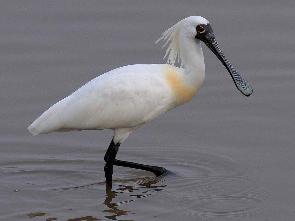 Birds of The World: SPOONBILLS