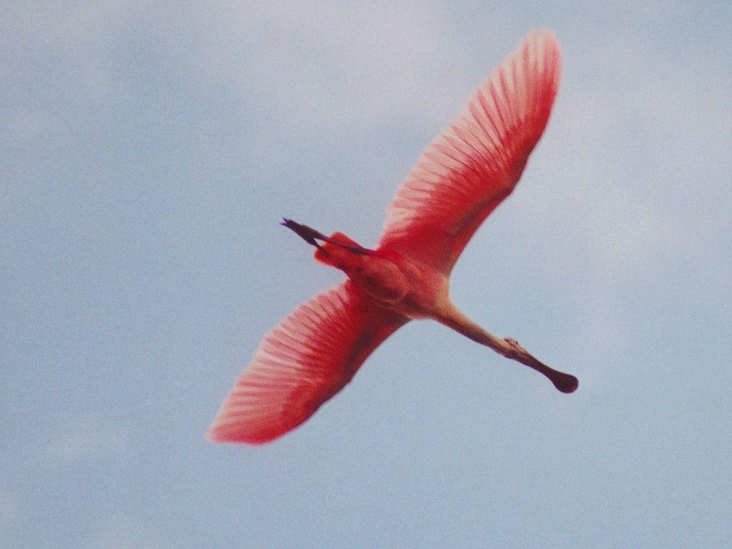 Wading Bird Wallpaper