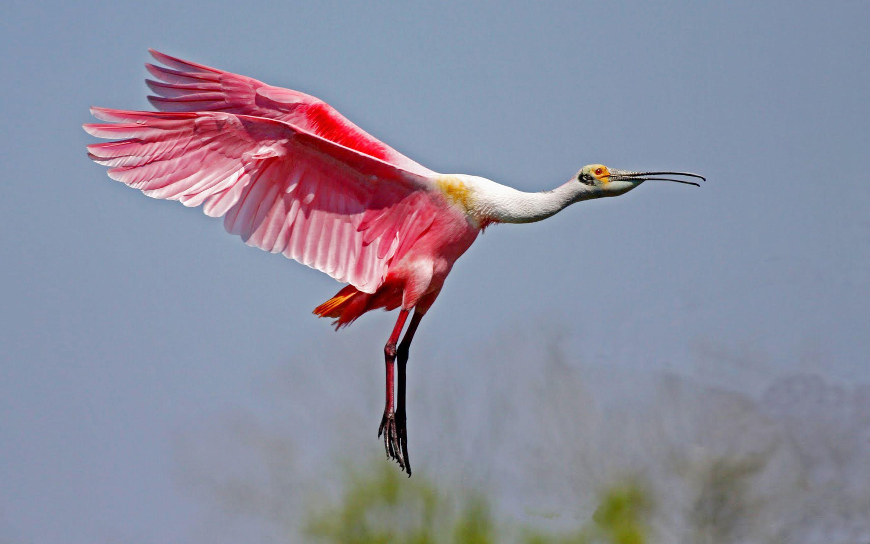 Spoonbill Wallpapers - Wallpaper Cave