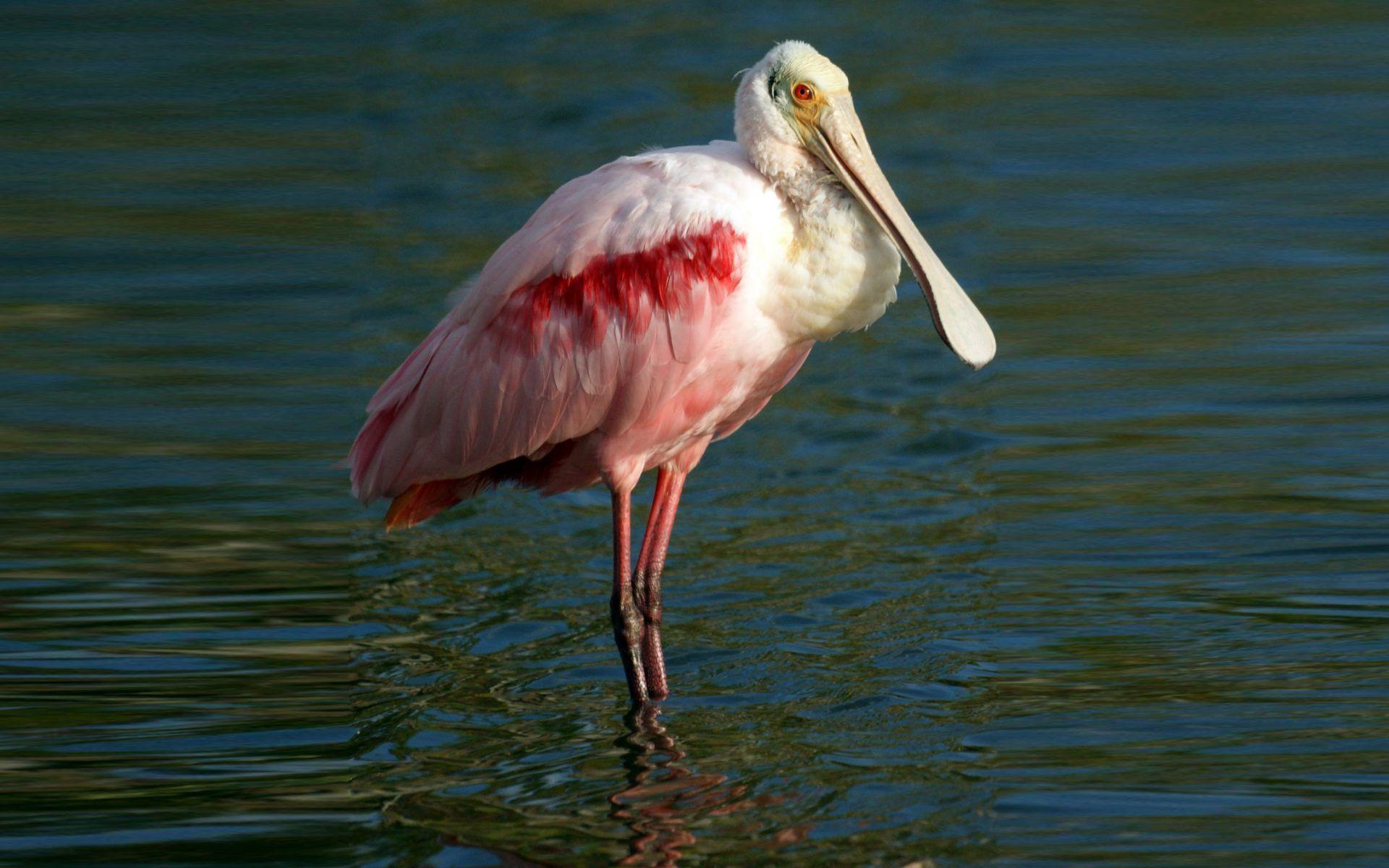 Spoonbill Wallpapers - Wallpaper Cave