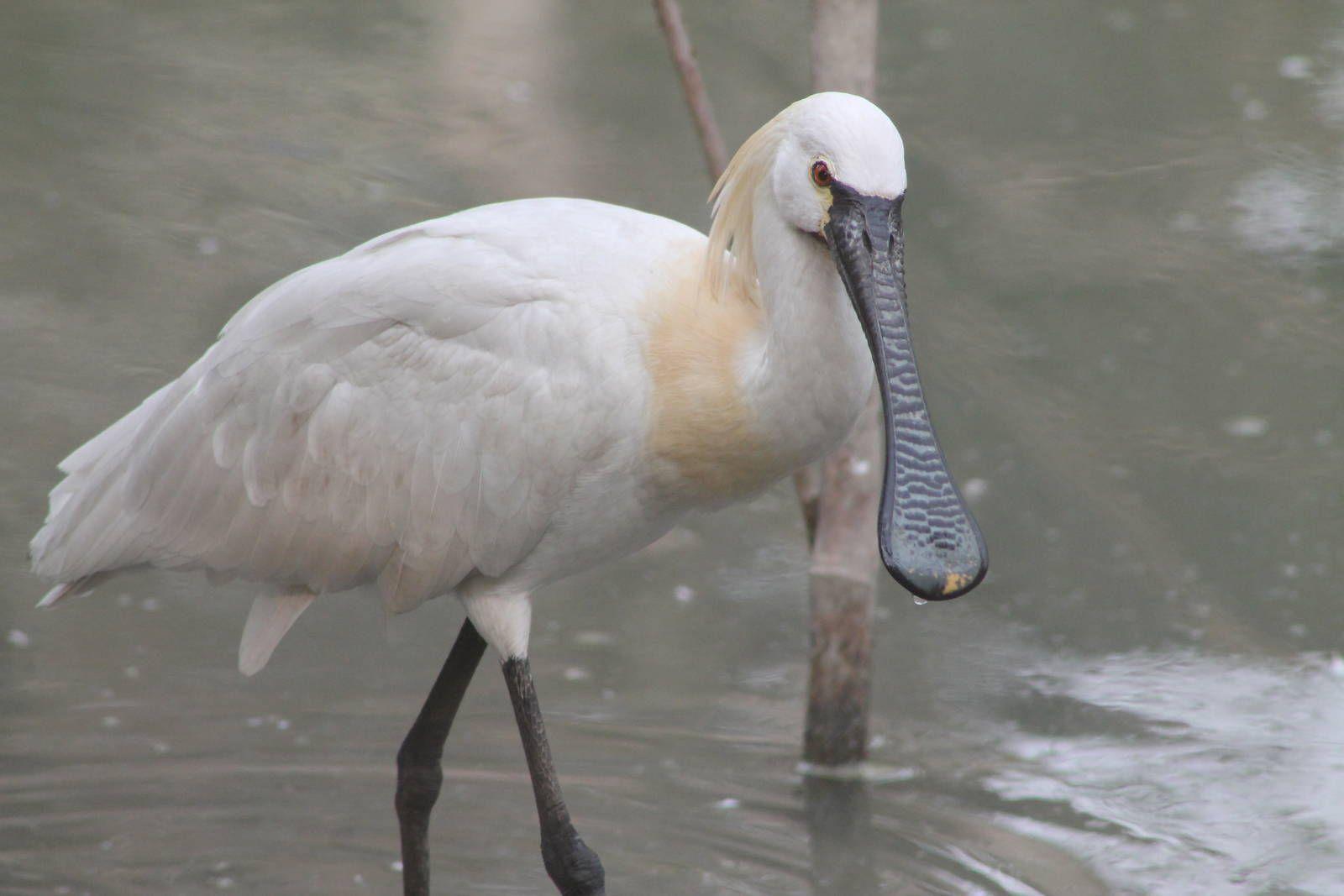 Spoonbill Wallpapers - Wallpaper Cave