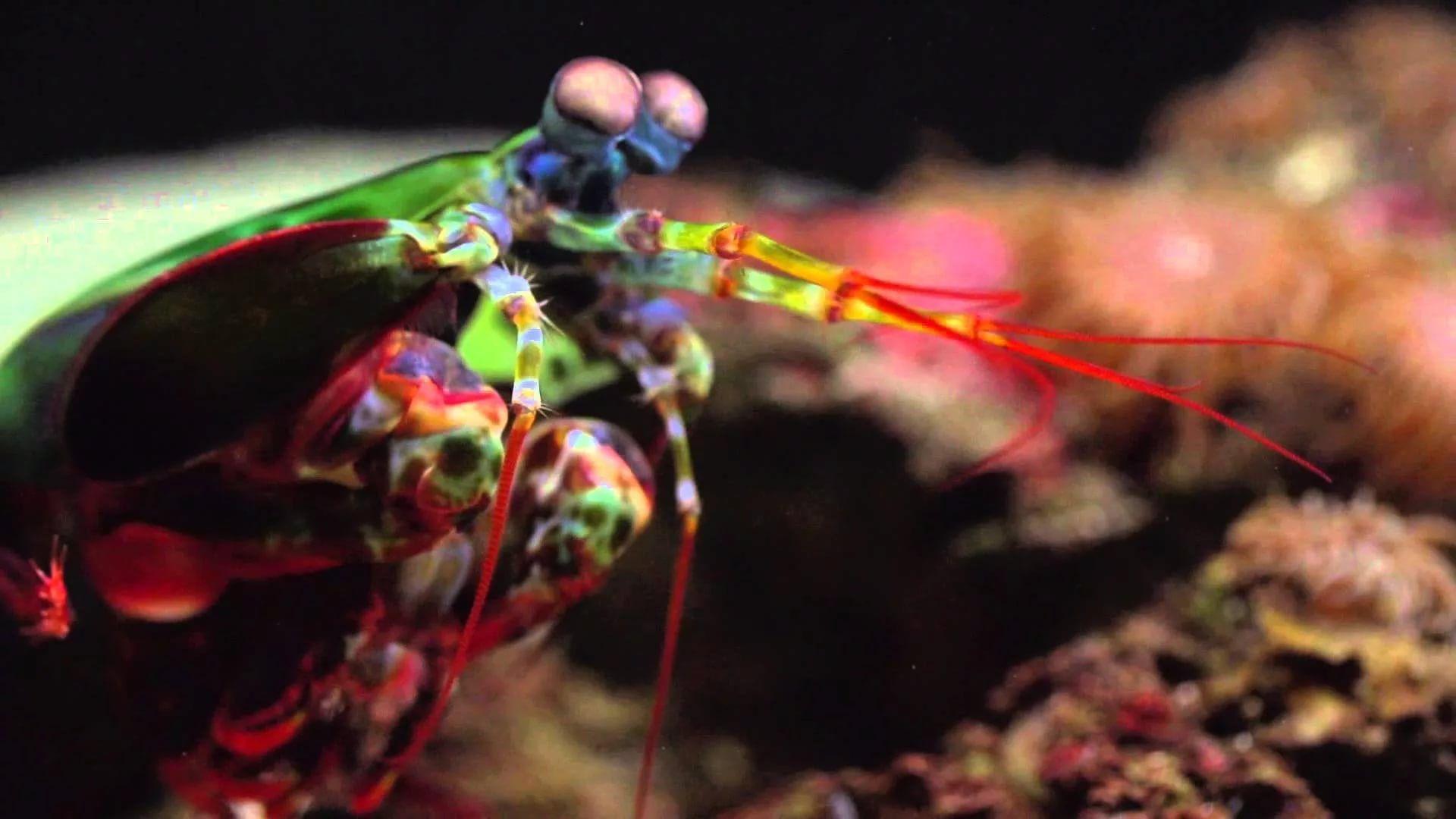 Mantis Shrimp HD Wallpaper free