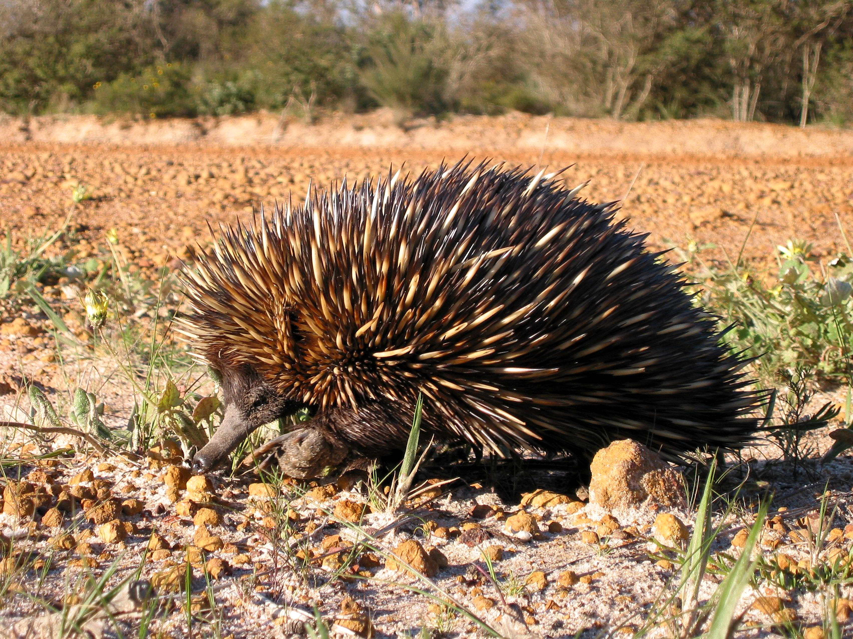 Free picture: echidna, spiny, anteater, animal