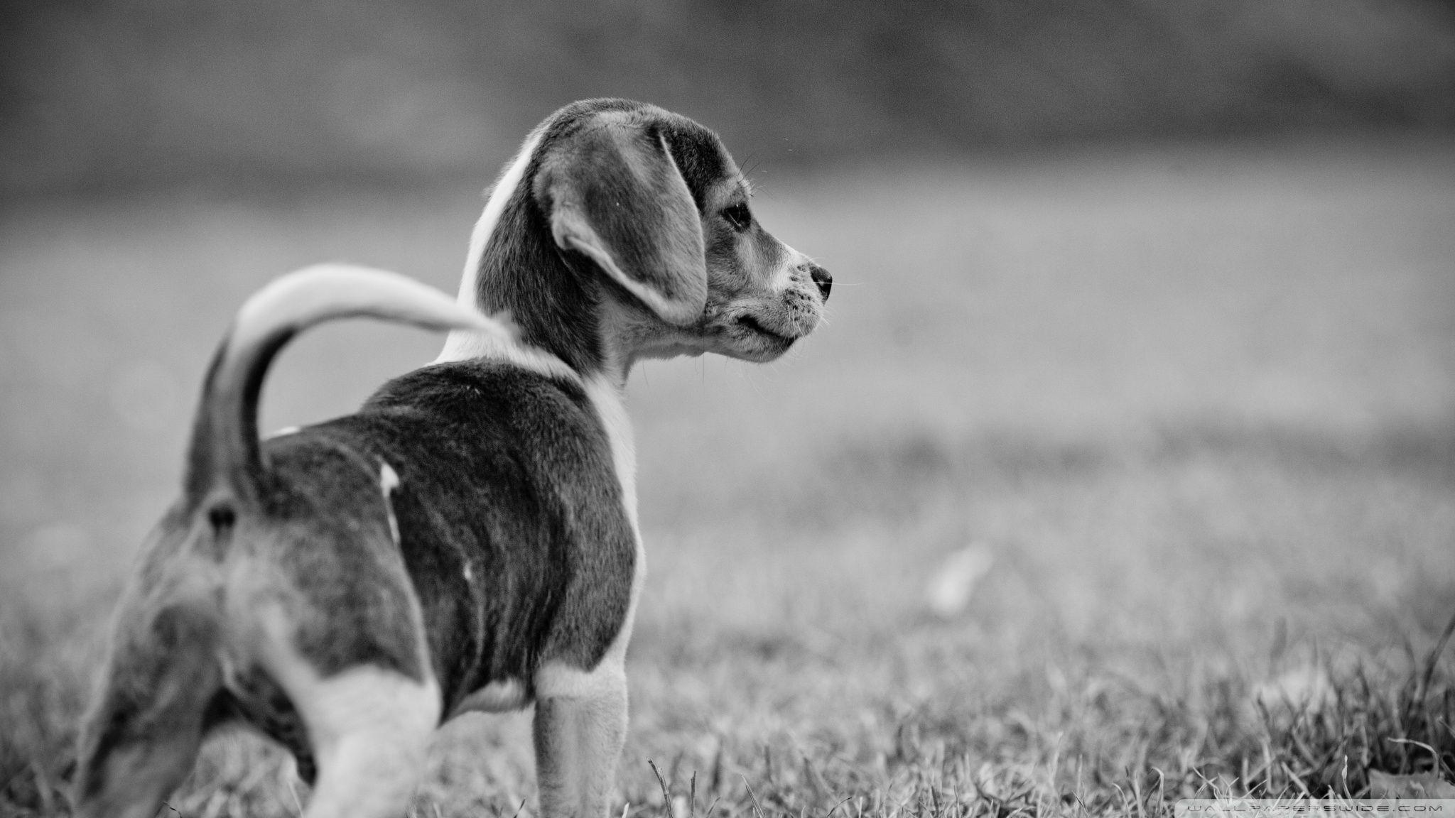 Beagle HD desktop wallpaper, Widescreen, High Definition