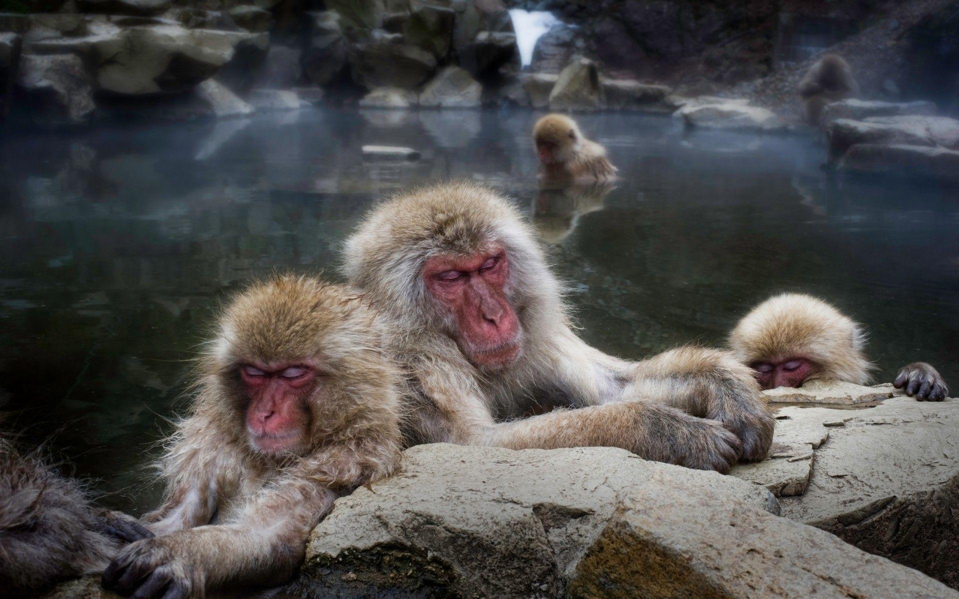 Animals hdr photography snow monkey japanese macaque wallpaper
