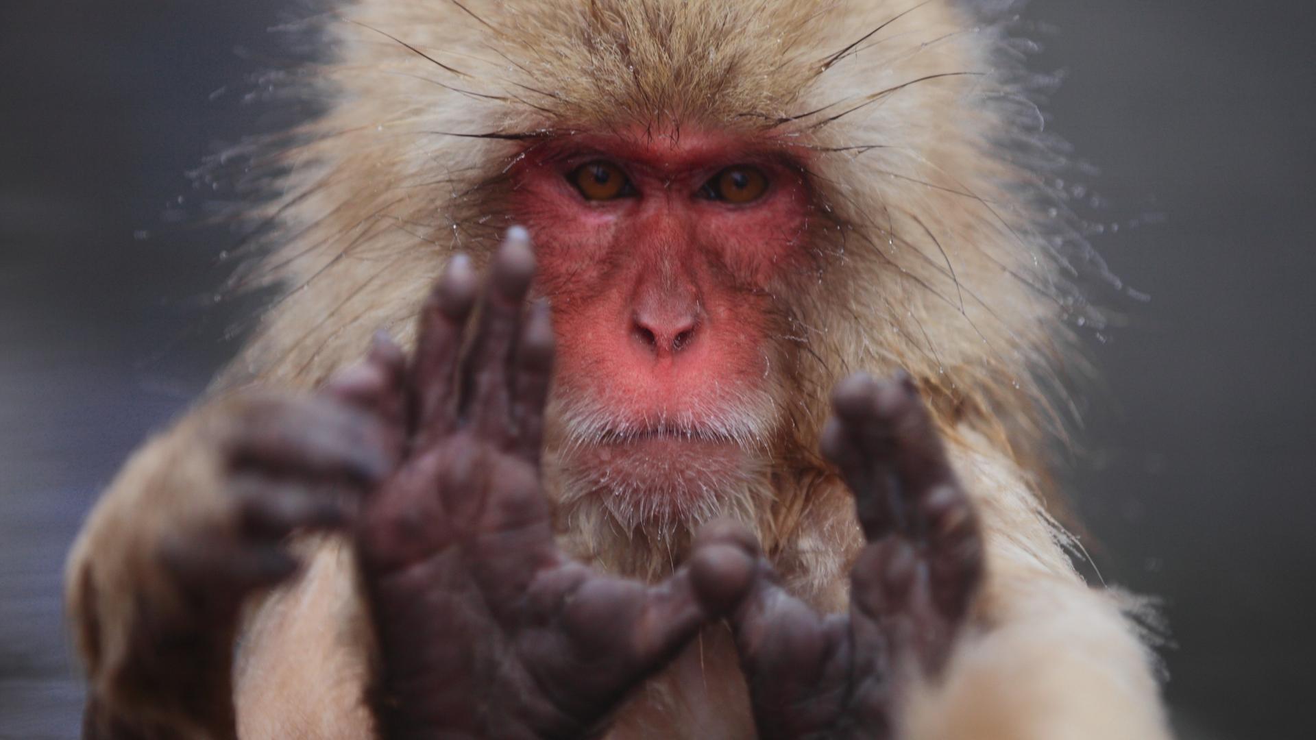 Japanese Macaque Wallpapers - Wallpaper Cave