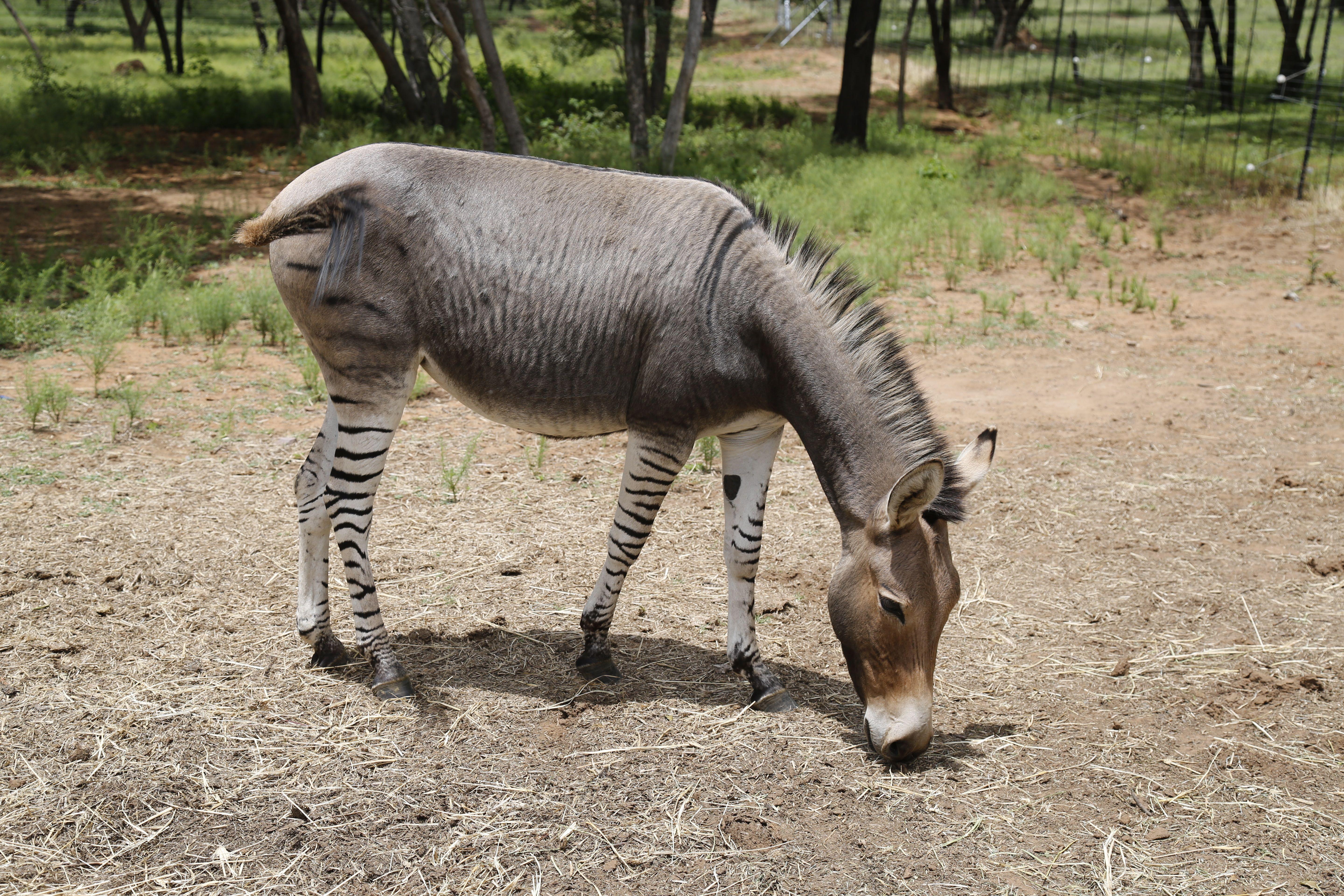 A zebroid, also known as, zedonk, zorse, zebra mule, zonkey