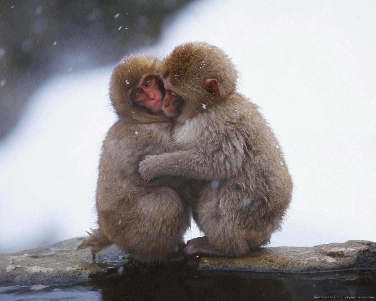 August 15, 2015 Japanese Macaque Desktop Wallpaper