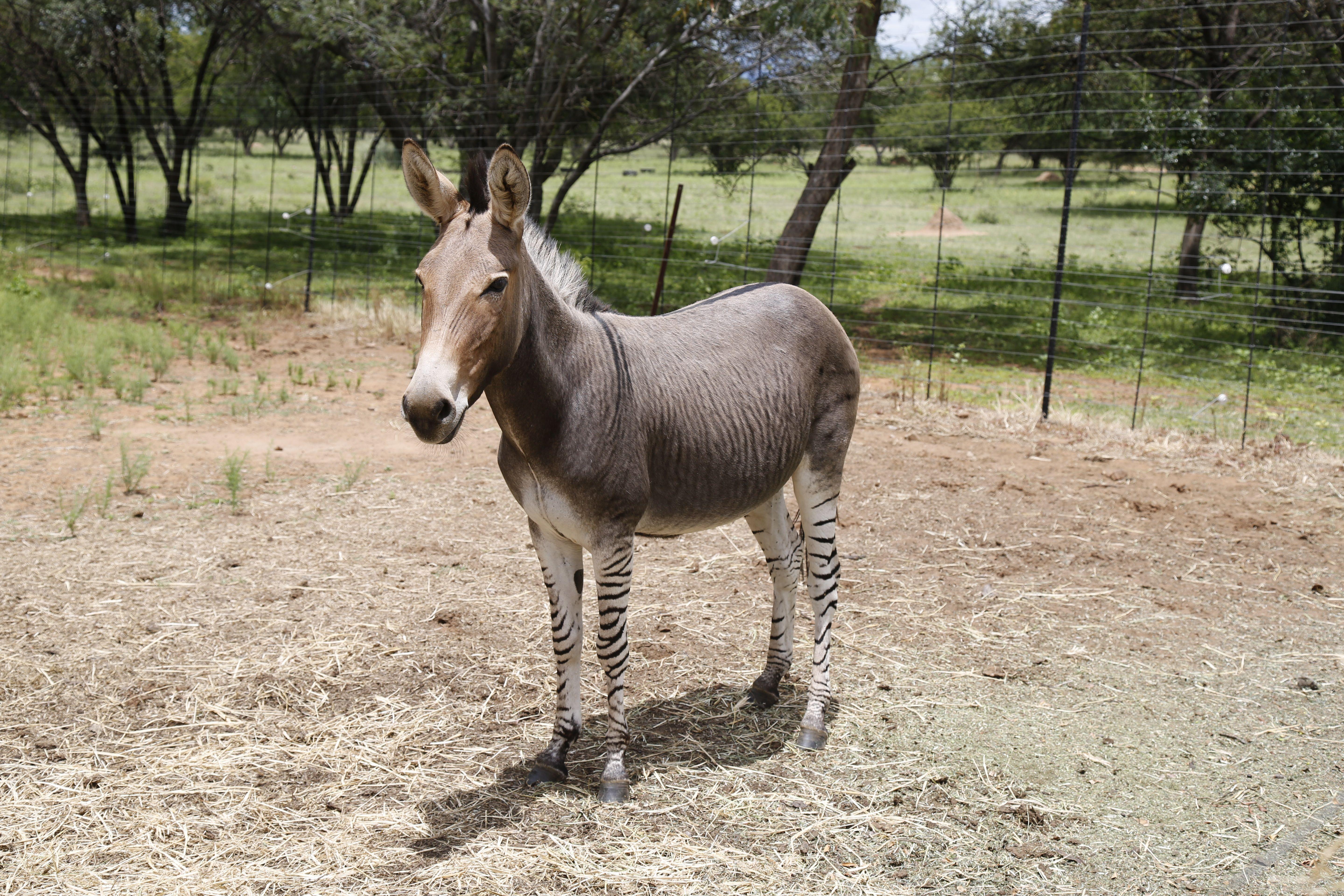 A zebroid, also known as, zedonk, zorse, zebra mule, zonkey