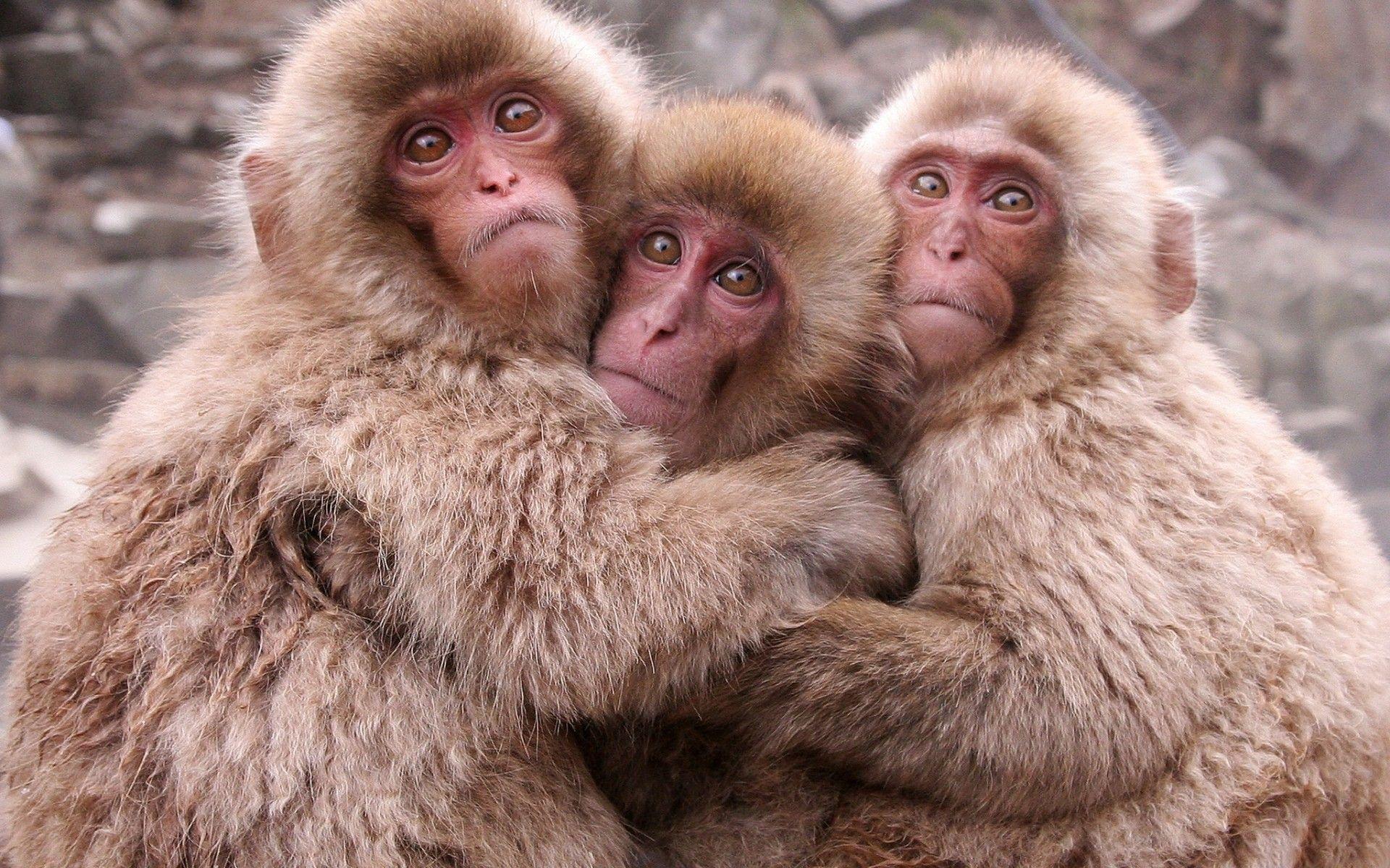 Japanese macaques wallpaper and image, picture, photo