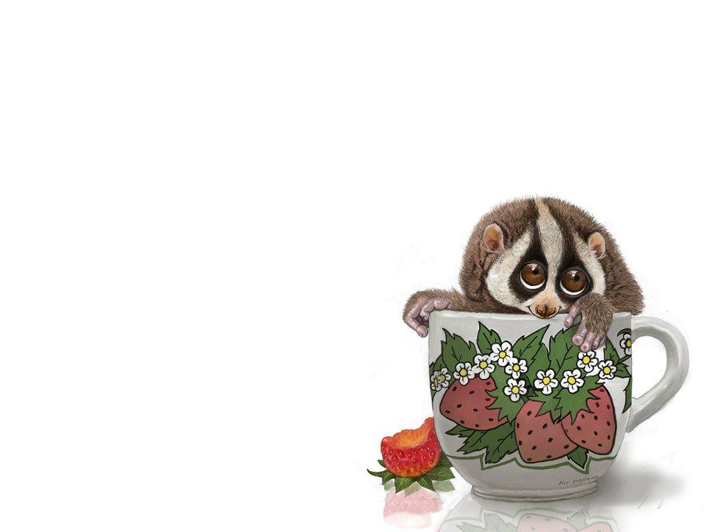 Cup of Slow Loris Wallpaper