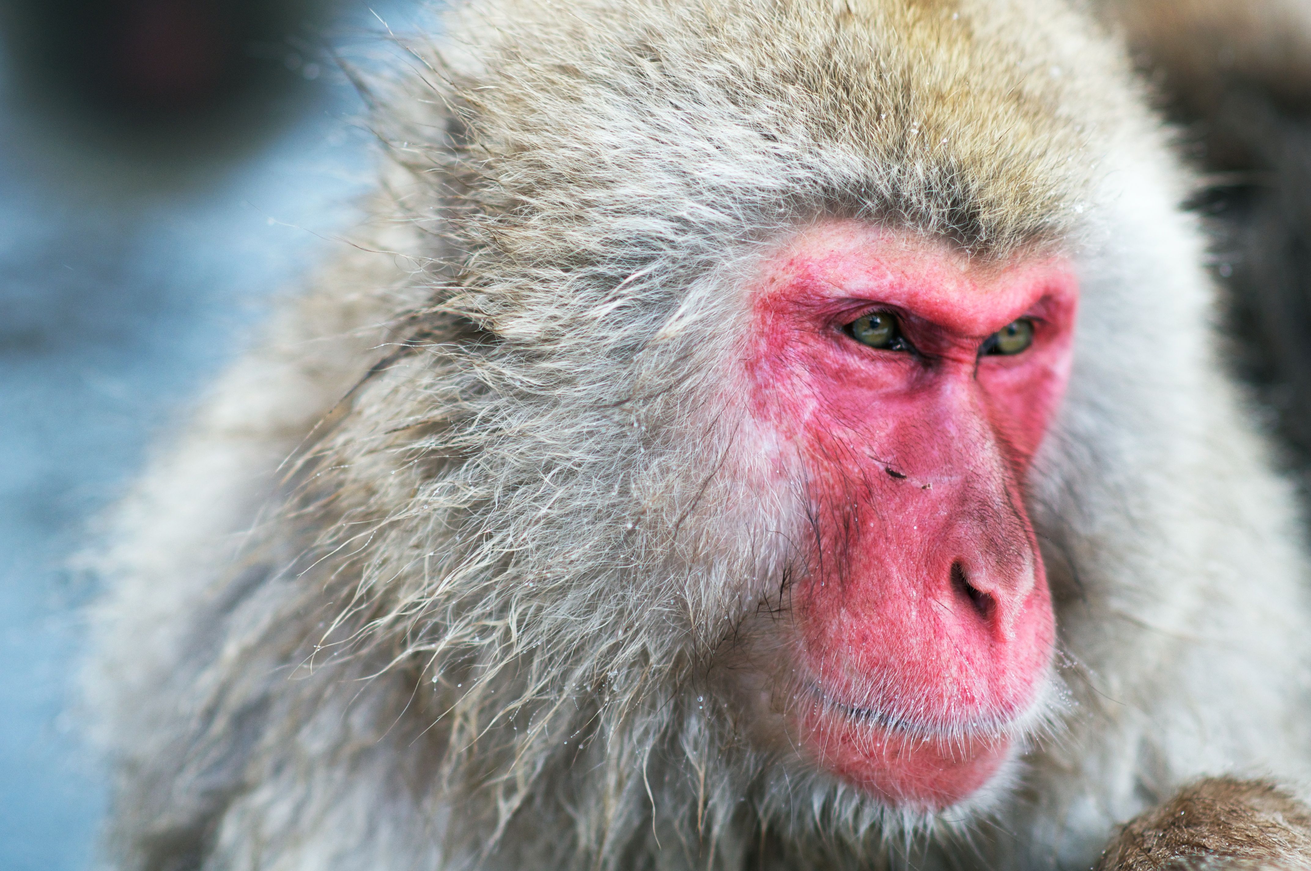 Monkeys have the vocal hardware required for speech but lack the brains