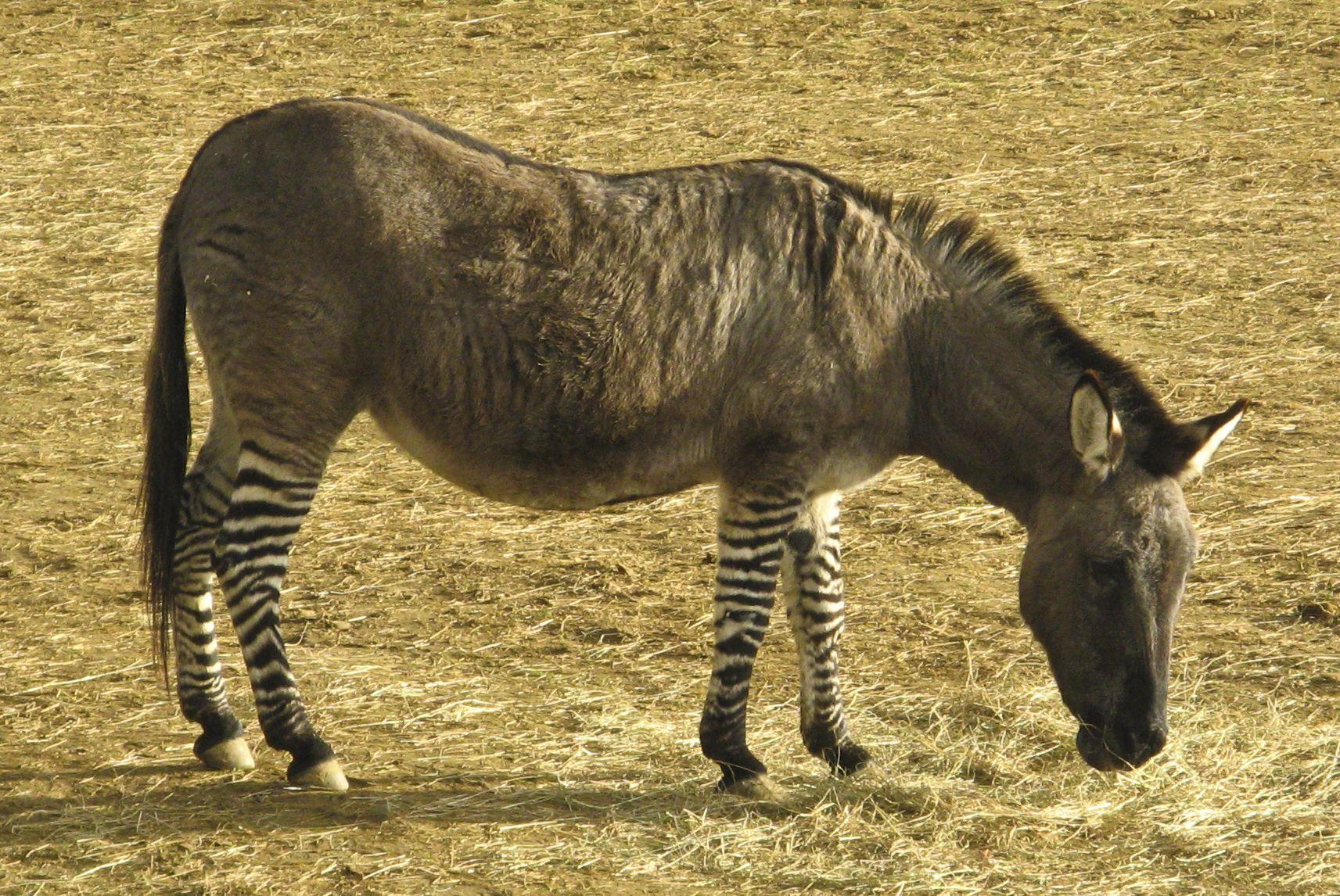 The ZeDonk at Colchester Zoo A zebroid with a horse for a father