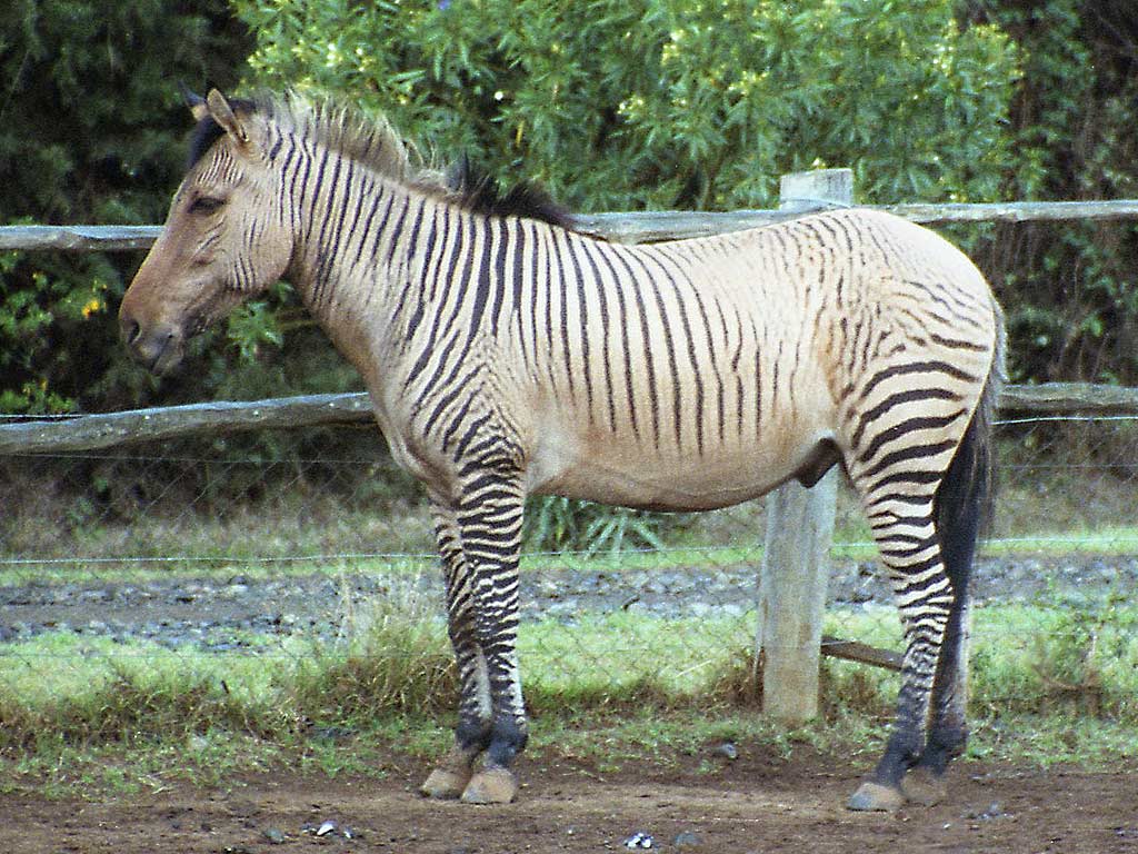 Another Grevy Horse Zebroid. Equines. Zebroid, Horse