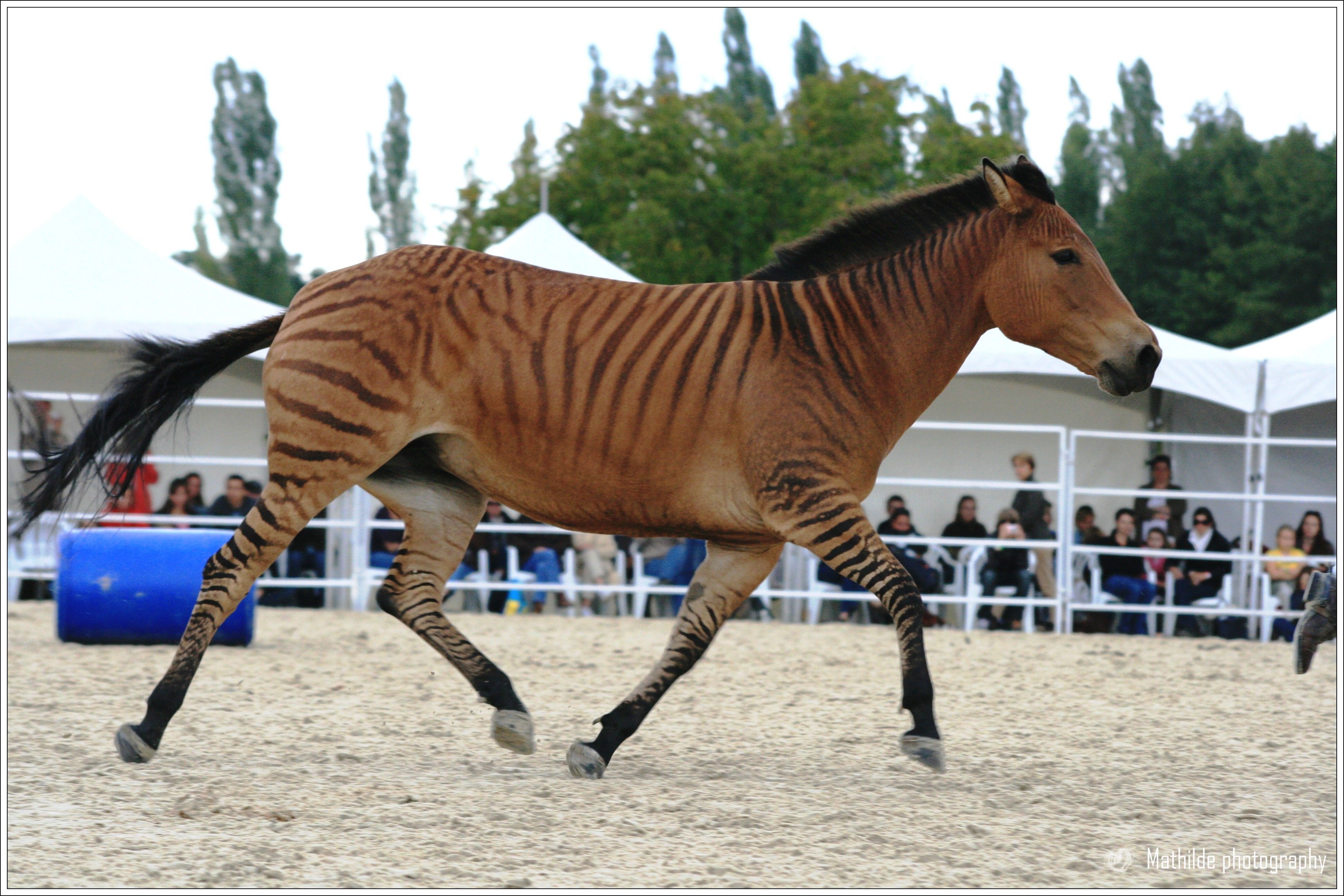 Zorse!!!!!!!. Horse. Horse, Animal and Donkey