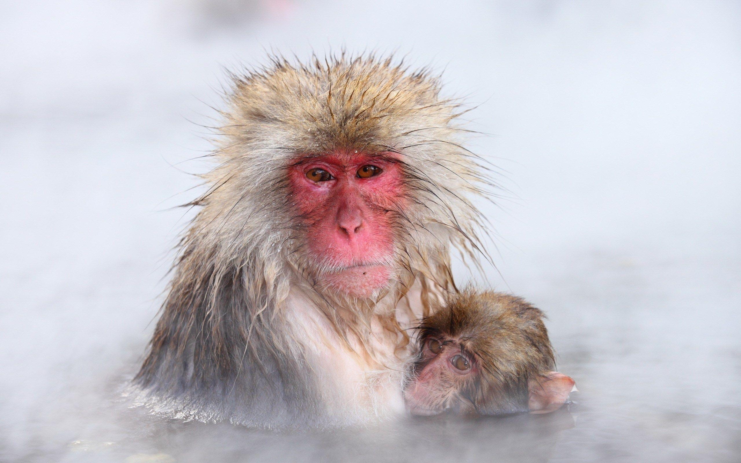 Japanese Macaque Wallpapers.
