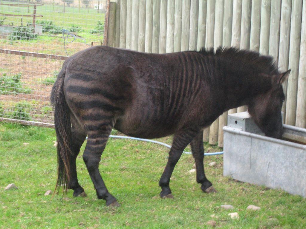 3. Male Zebra + Female Shetland Pony = Zetland. WILD AND BEAUTIFUL