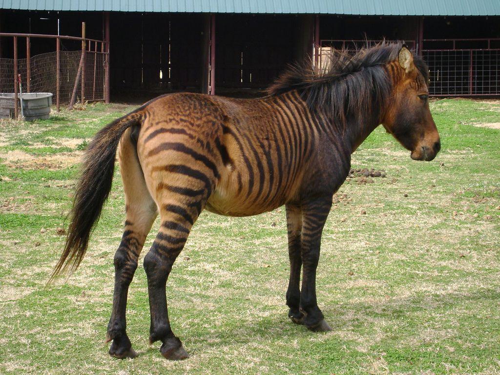 A Zebroid. Awesome Picture. Zebroid and Animal