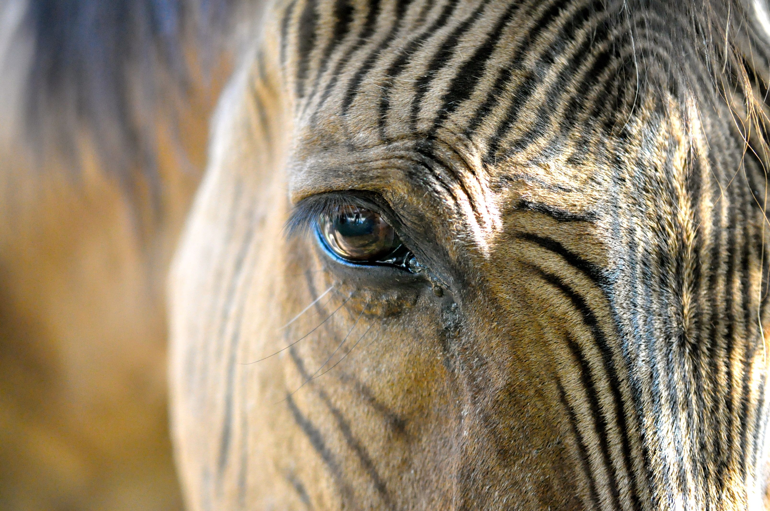 Picture of a half Zebra and half Horse = Zebroid Picture