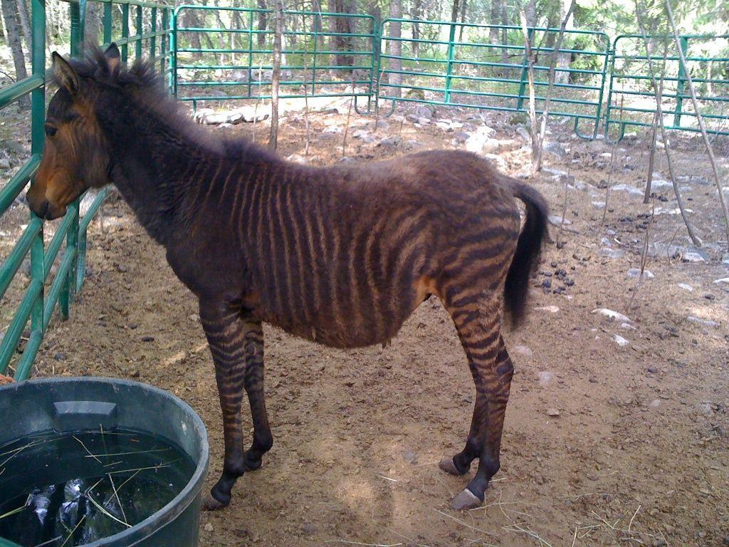Young zorse with very distended abdomen high worm load