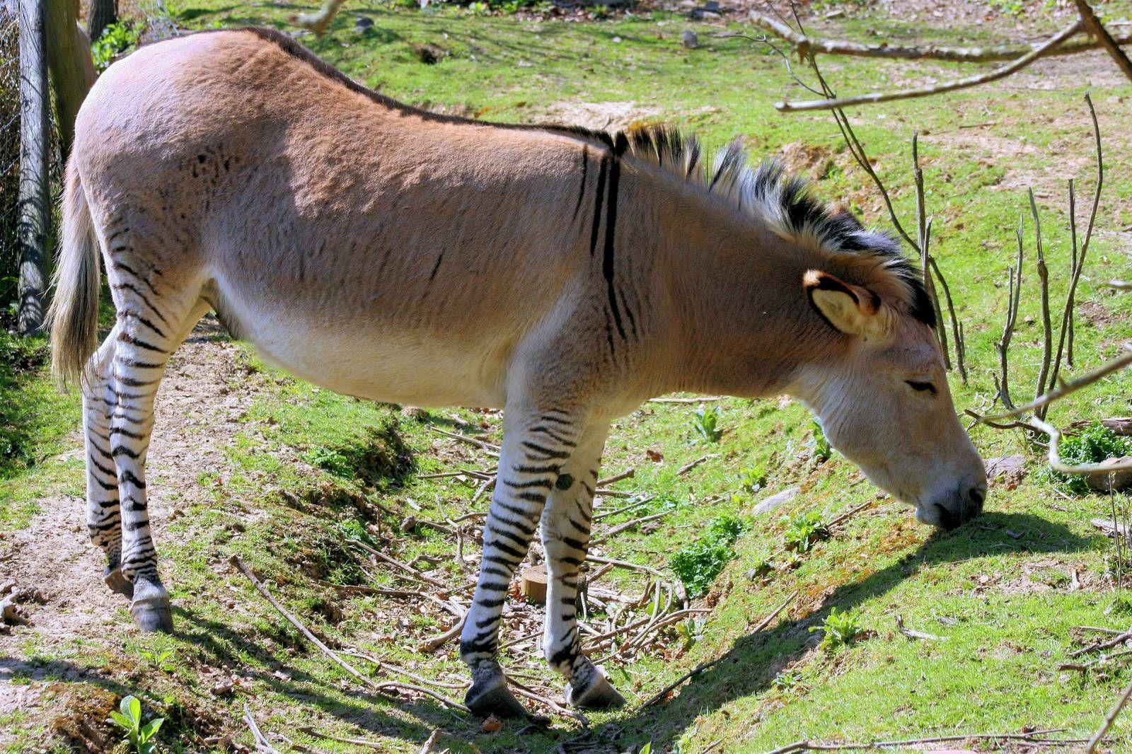 Zebra x oslí hybridní; Groombridge Place; 6.4.2012. Zonky, Zorse