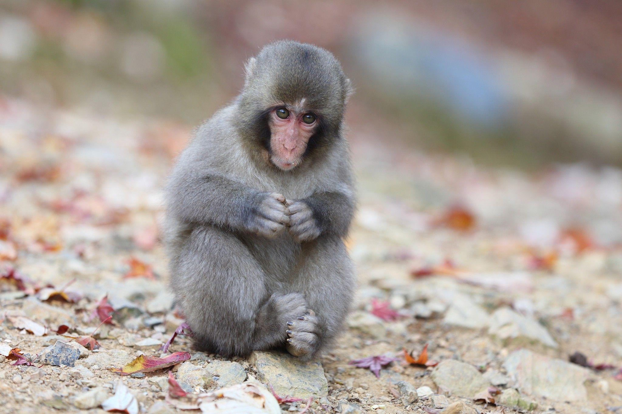 Japanese macaque monkey wallpaper