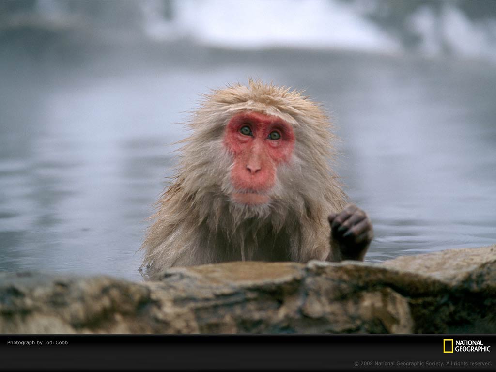 Snow Monkey Wallpaper
