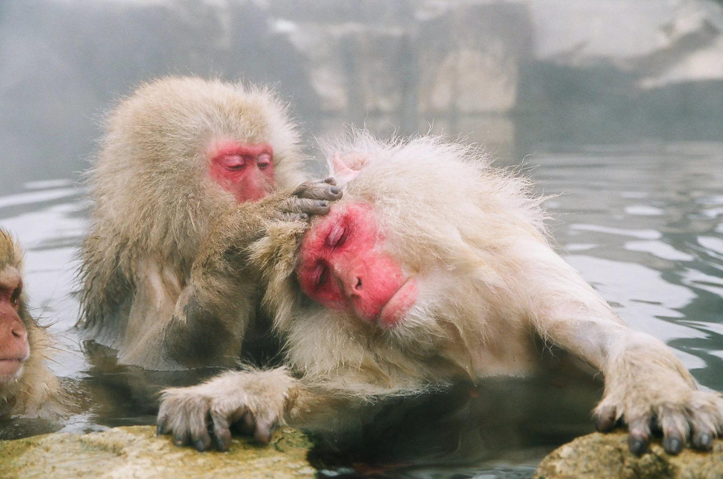 Japanese Macaque Wallpapers - Wallpaper Cave