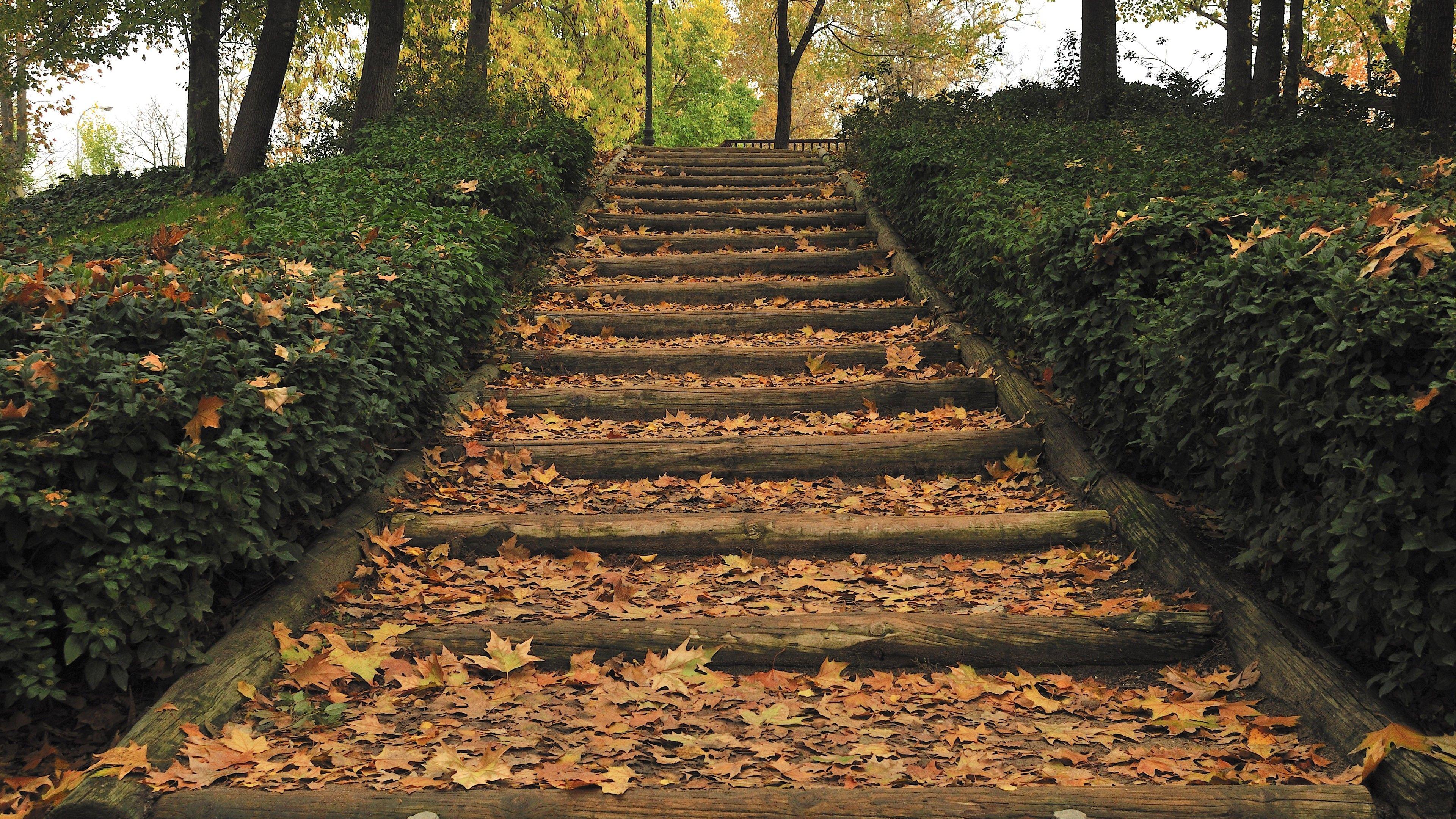 Photography: Wooden Stairs Leaf Tree Autumn Fall Stair 1080p