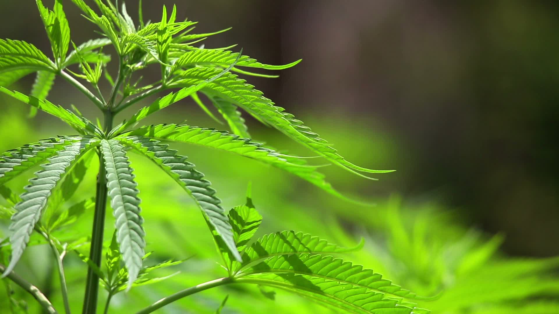 Marijuana farm in Kathmandu, Nepal Hi Res Video
