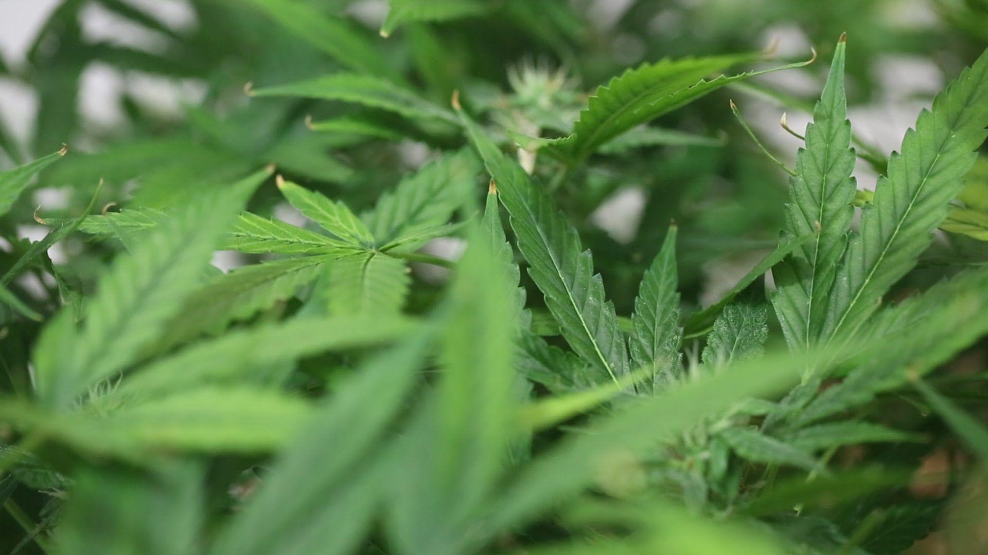 Campeonato escolhe melhor maconha cultivada no Brasil