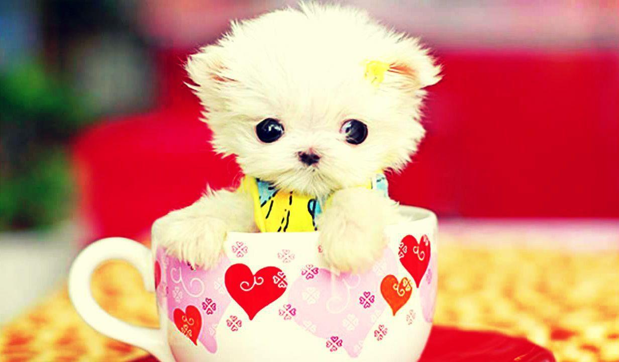 Cute Wallpaper ofcourse cute and in HD