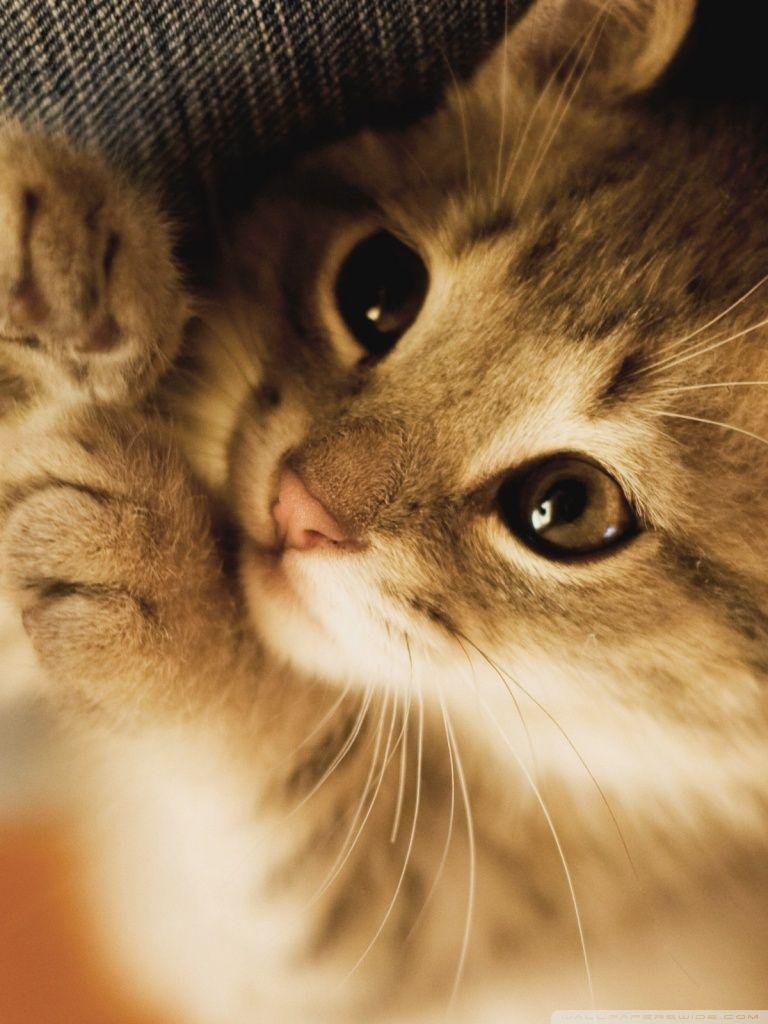 Cute Kittens Wallpapers For Mobile - Wallpaper Cave