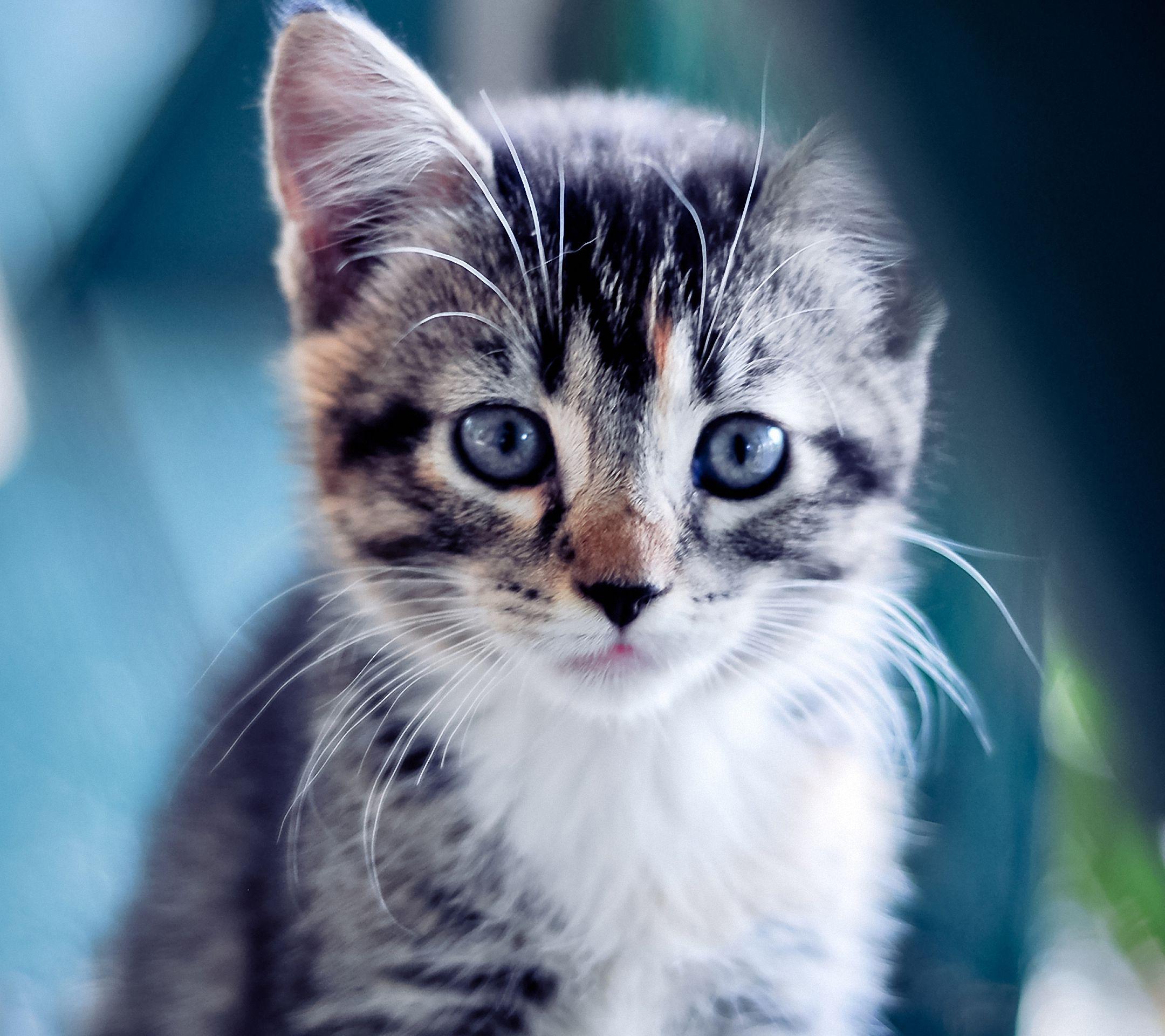 Cute Kitten lenovo phone Wallpaper HD 2160x1920