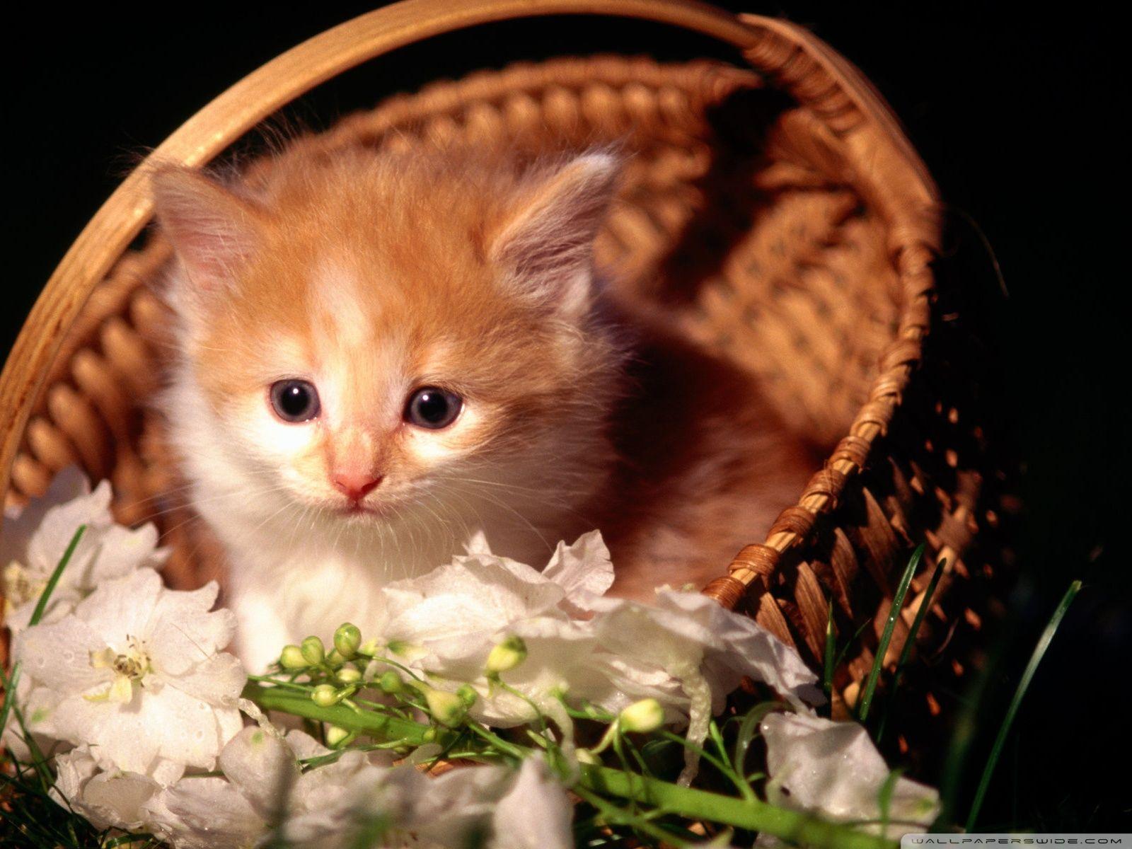 Cute Kitten In Basket ❤ 4K HD Desktop Wallpaper for 4K Ultra HD TV