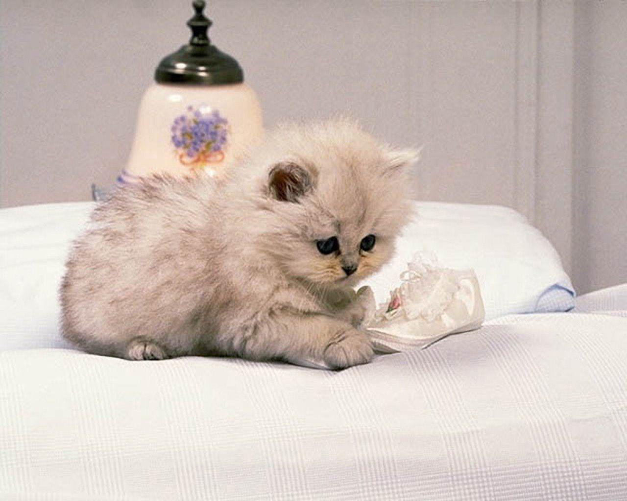 cute persian kitten wallpaper /cute