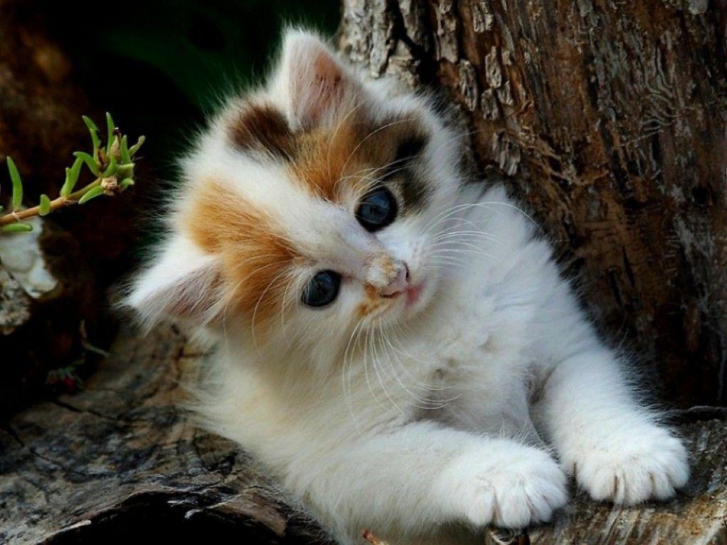 Cute Kittens Wallpaper For Mobile HD Cat Cute White Cats Kittens