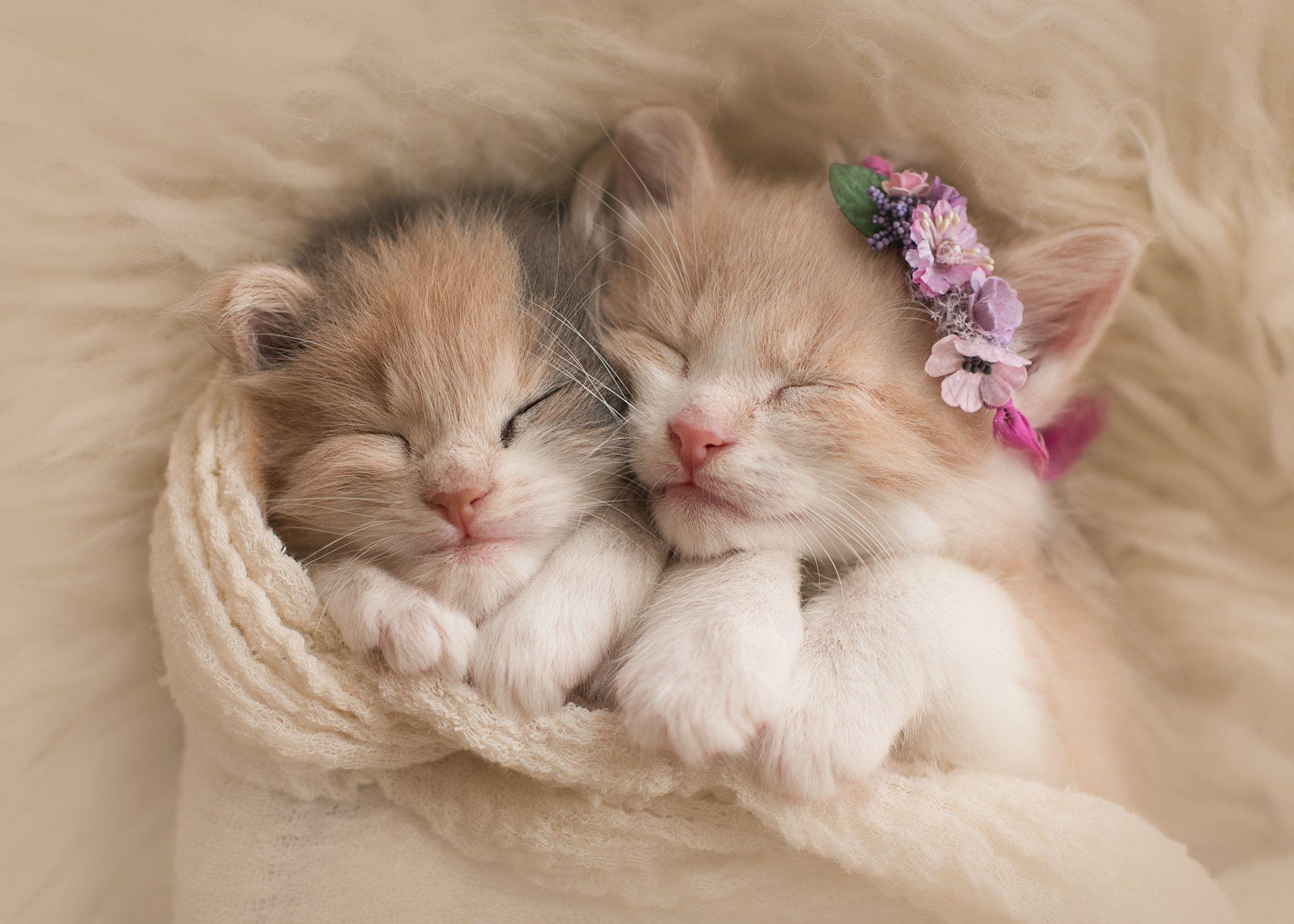 Tiny Sleeping Kittens Full HD Wallpaper