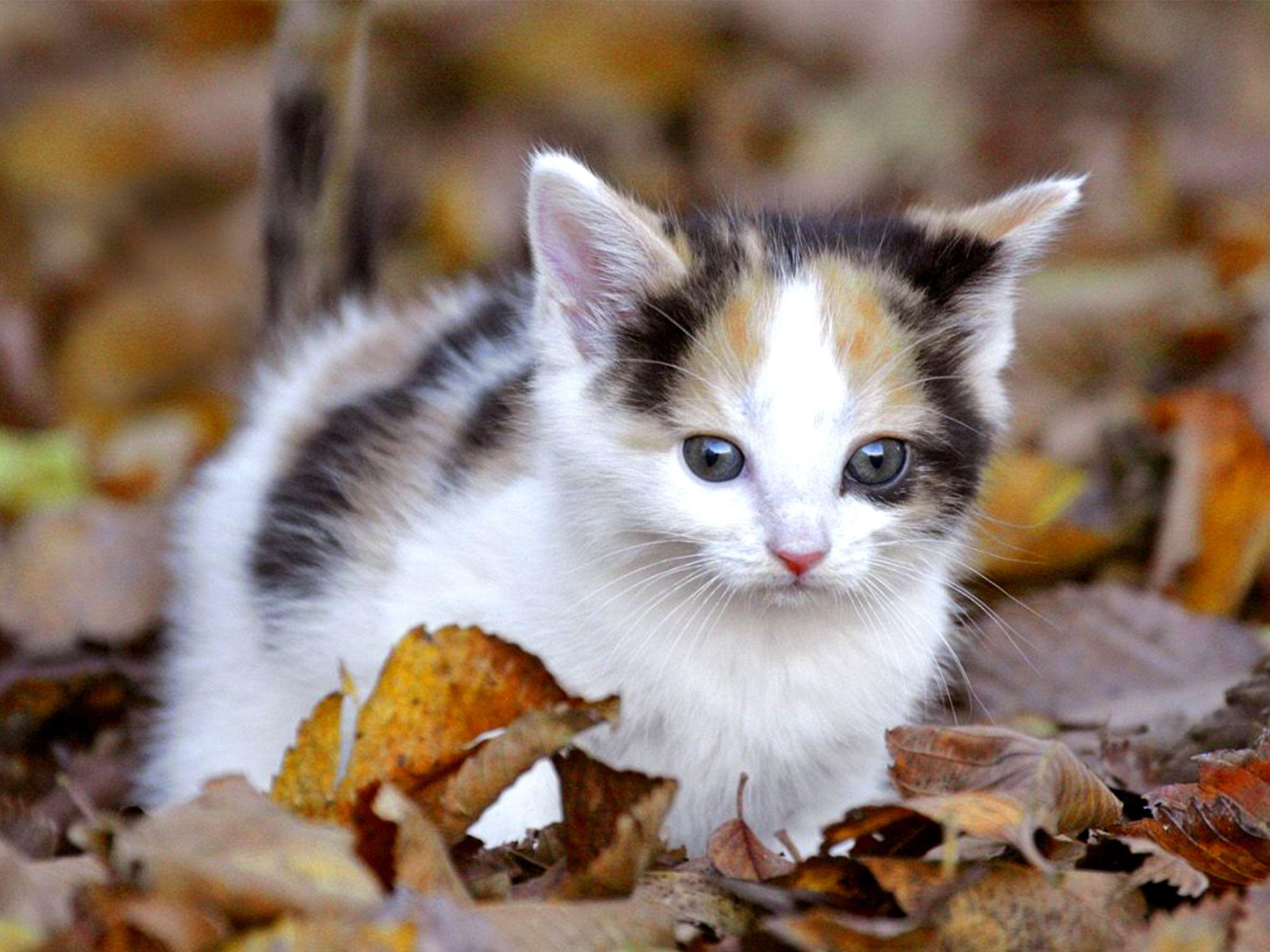 Cute Cat HD Image Pics Photo Kitten Wallpaper High For Mobile