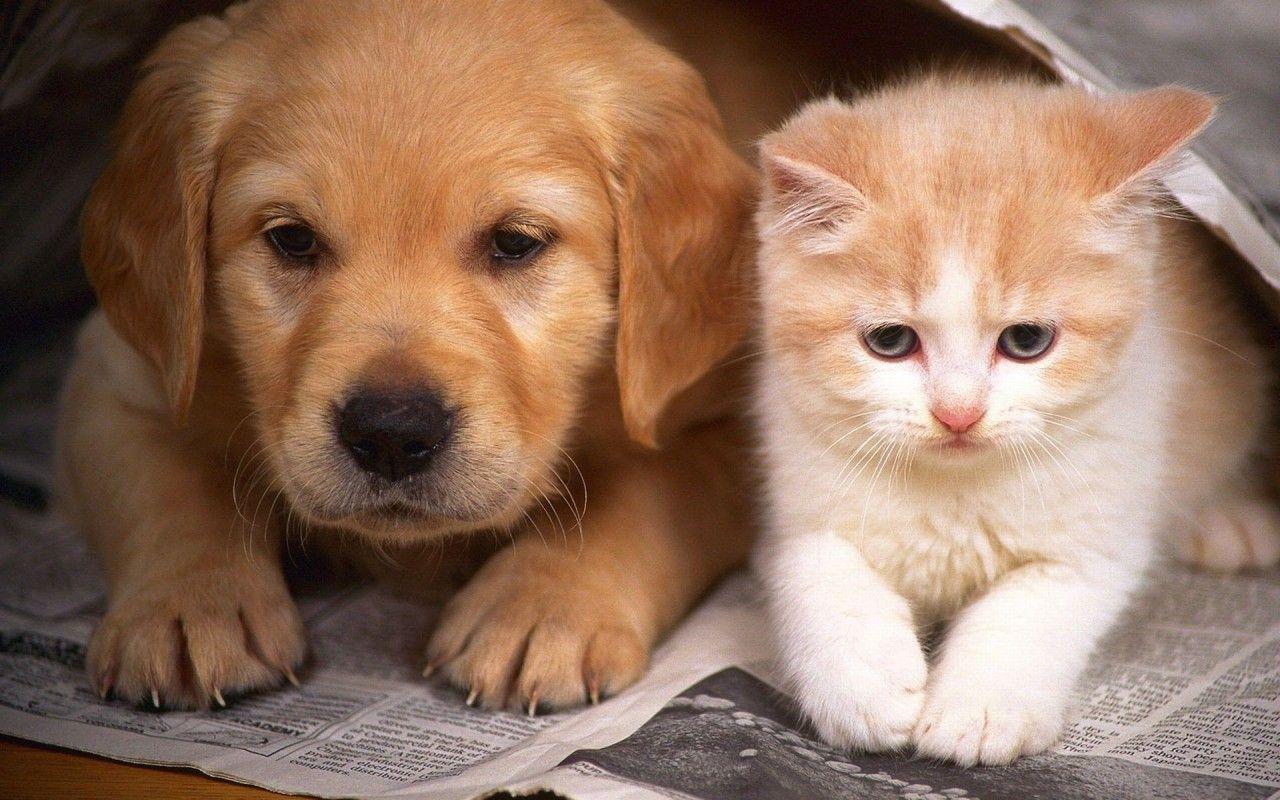 Kitten And Puppy Wallpaper