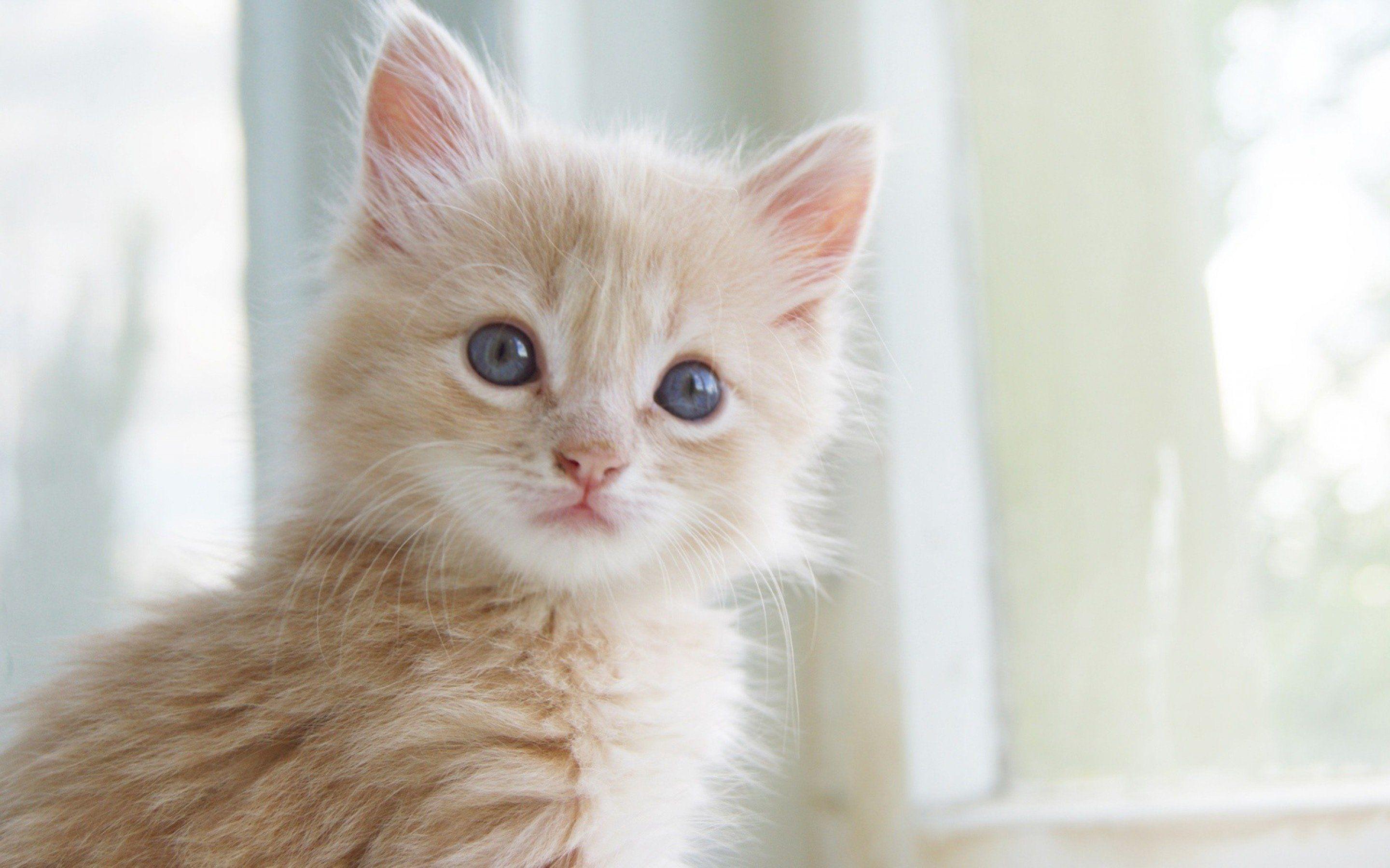 Cute Kitten Picture Wallpaper