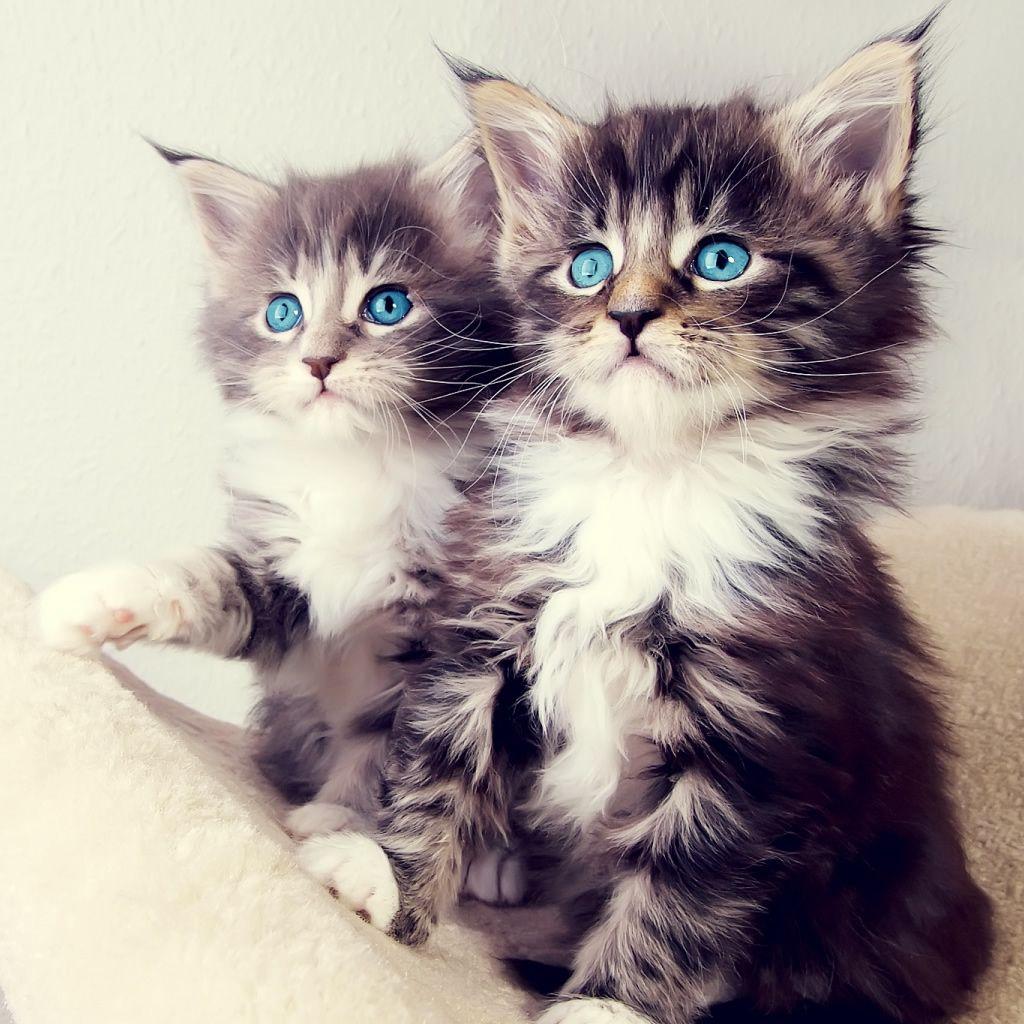 Cute Cute Kitten Background