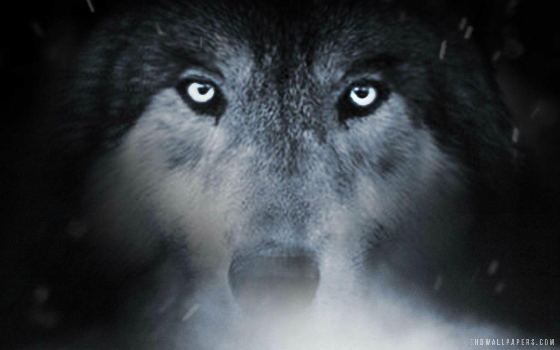 Wolf Totem Movie 2015 wallpaper. movies and tv series. Wallpaper
