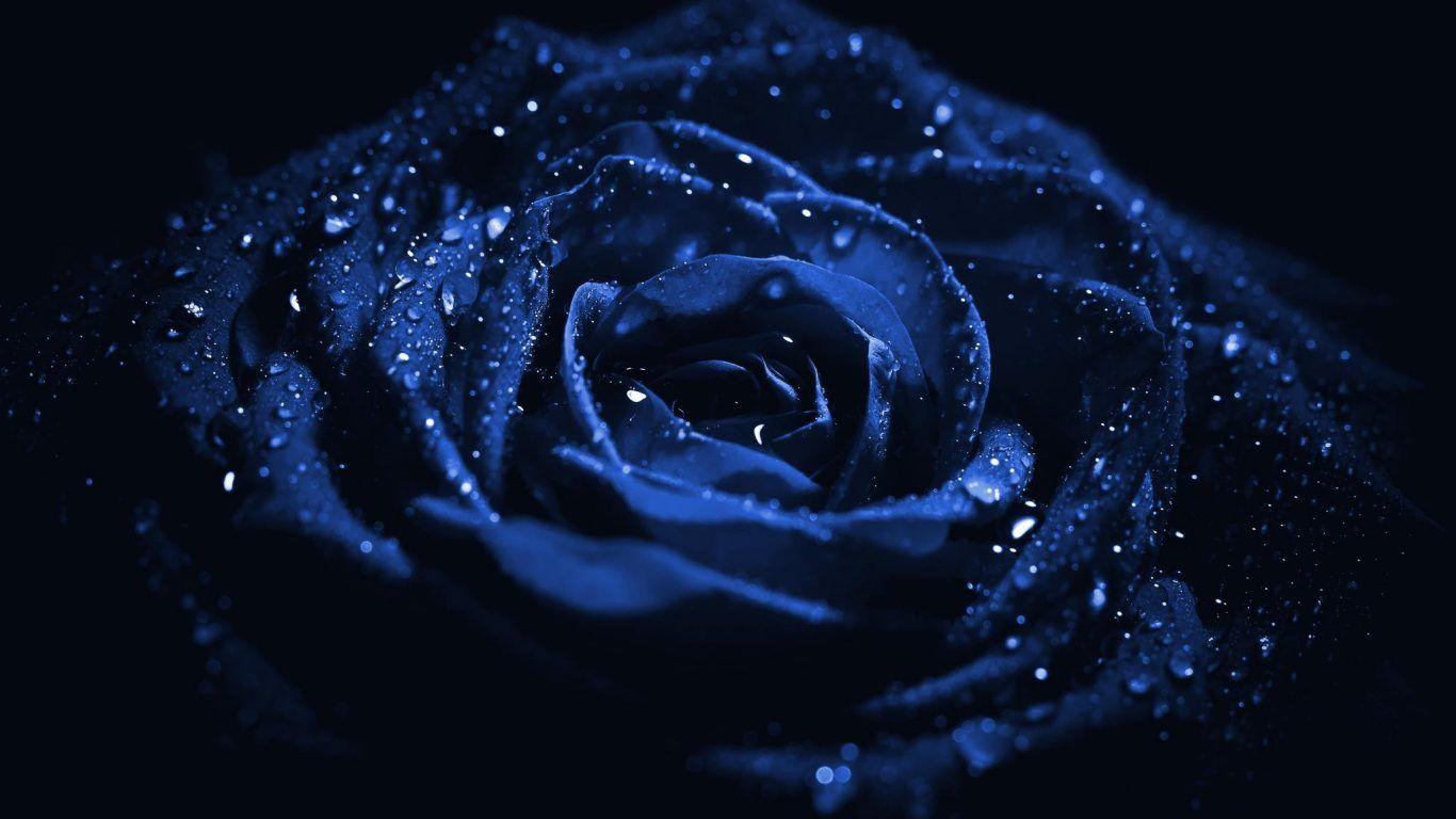Flowers: Blue Rose Flower Dark HD Wallpaper For Android for HD 16:9