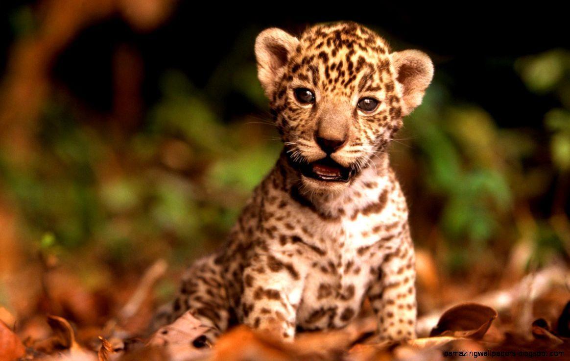 cute baby wild animals wallpaper