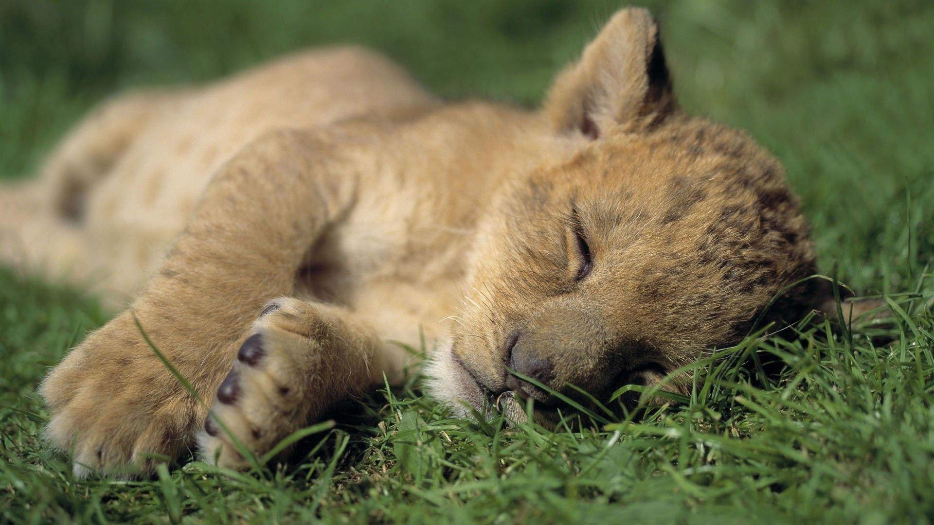 Cute Baby Lion Cub Sleeping Nicely HD. Animal