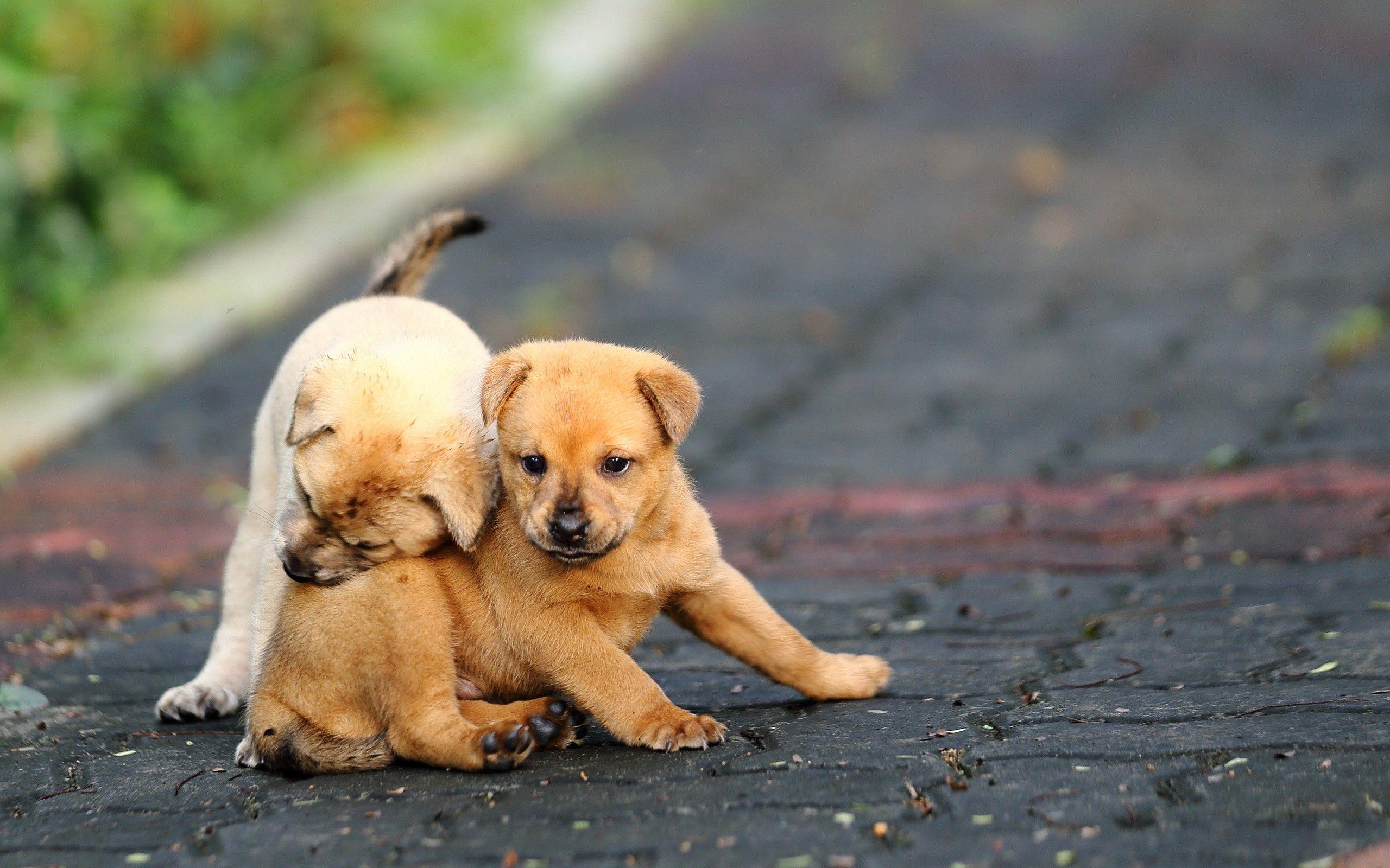 Baby Animals: Road Play Puppies Puppy Funny HD Desktop Baby Animal