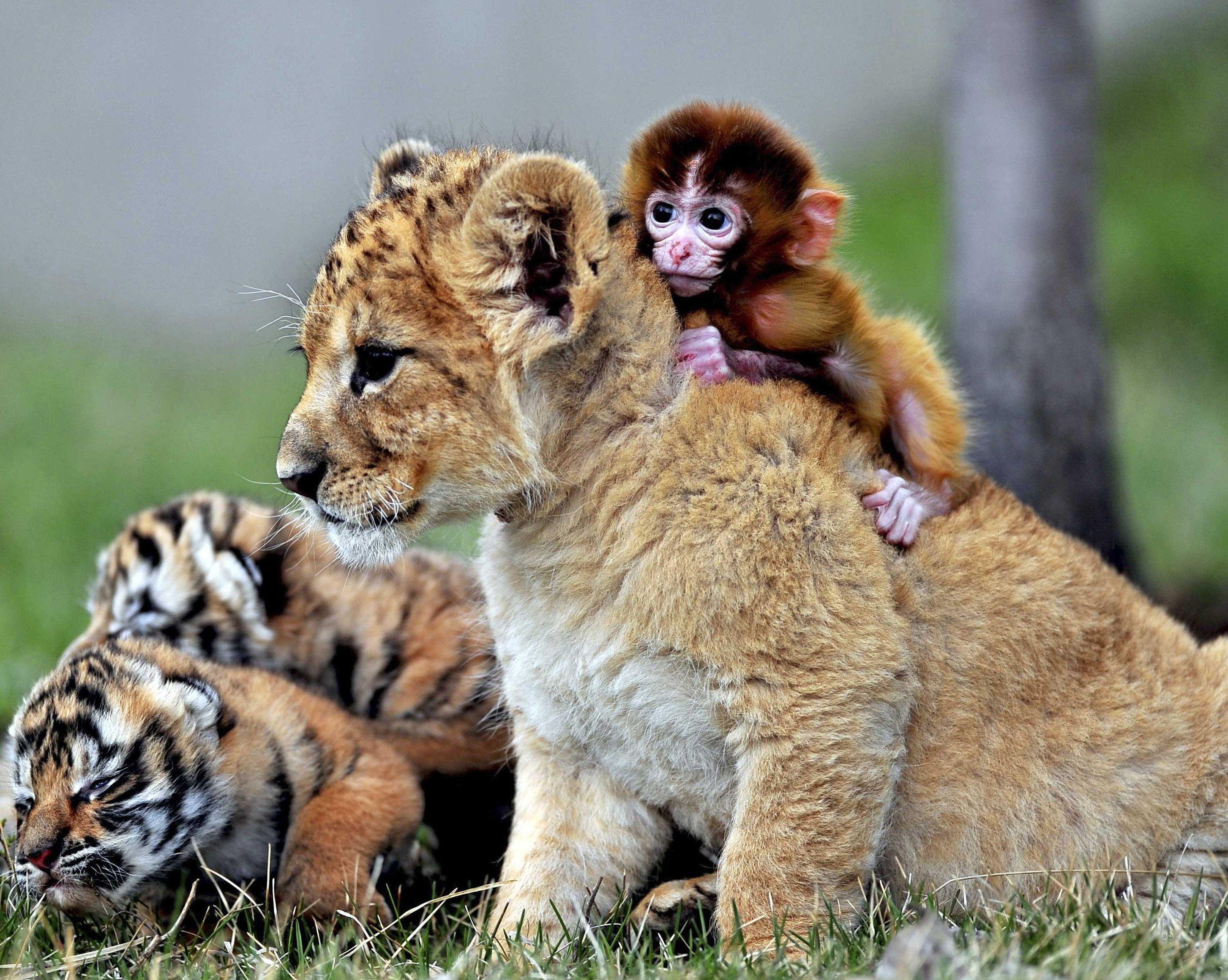  Cute  Baby Wild Animals  Wallpapers  Wallpaper  Cave