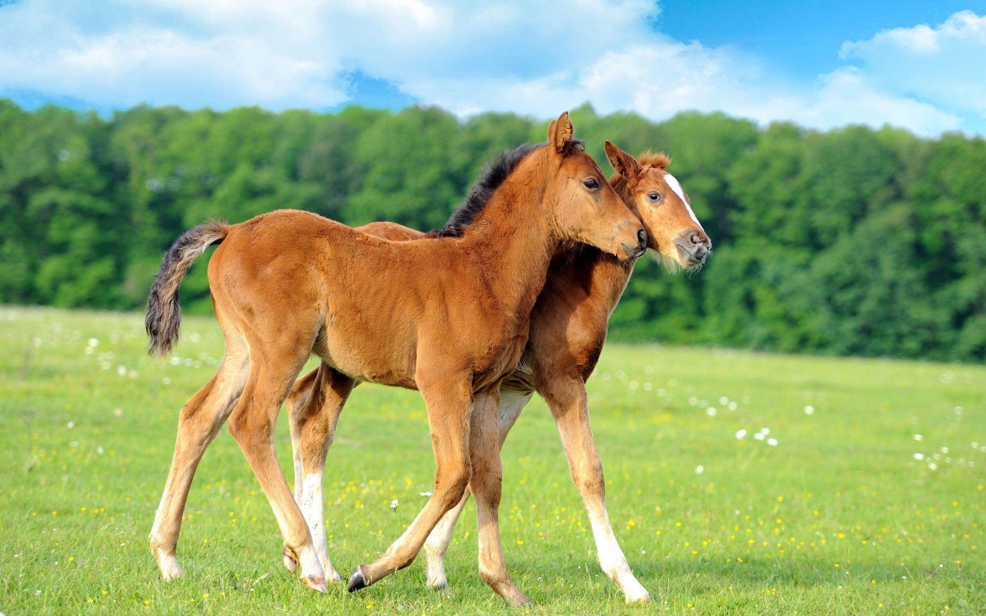 Baby Animals: Horses Animals Babies Cute Baby Photo for HD 16:9 High