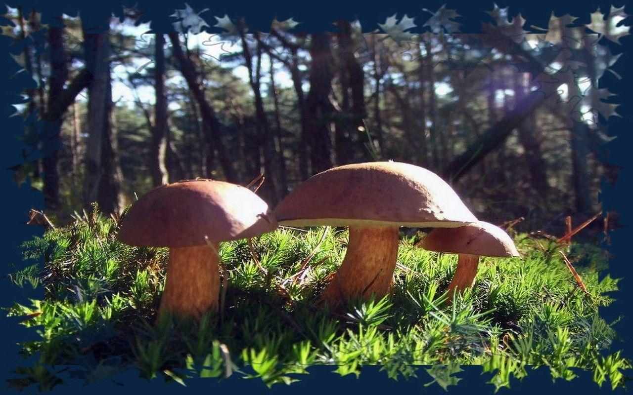 Forest: Magic Mushrooms Forest Tropical Wallpaper for HD 16:9 High